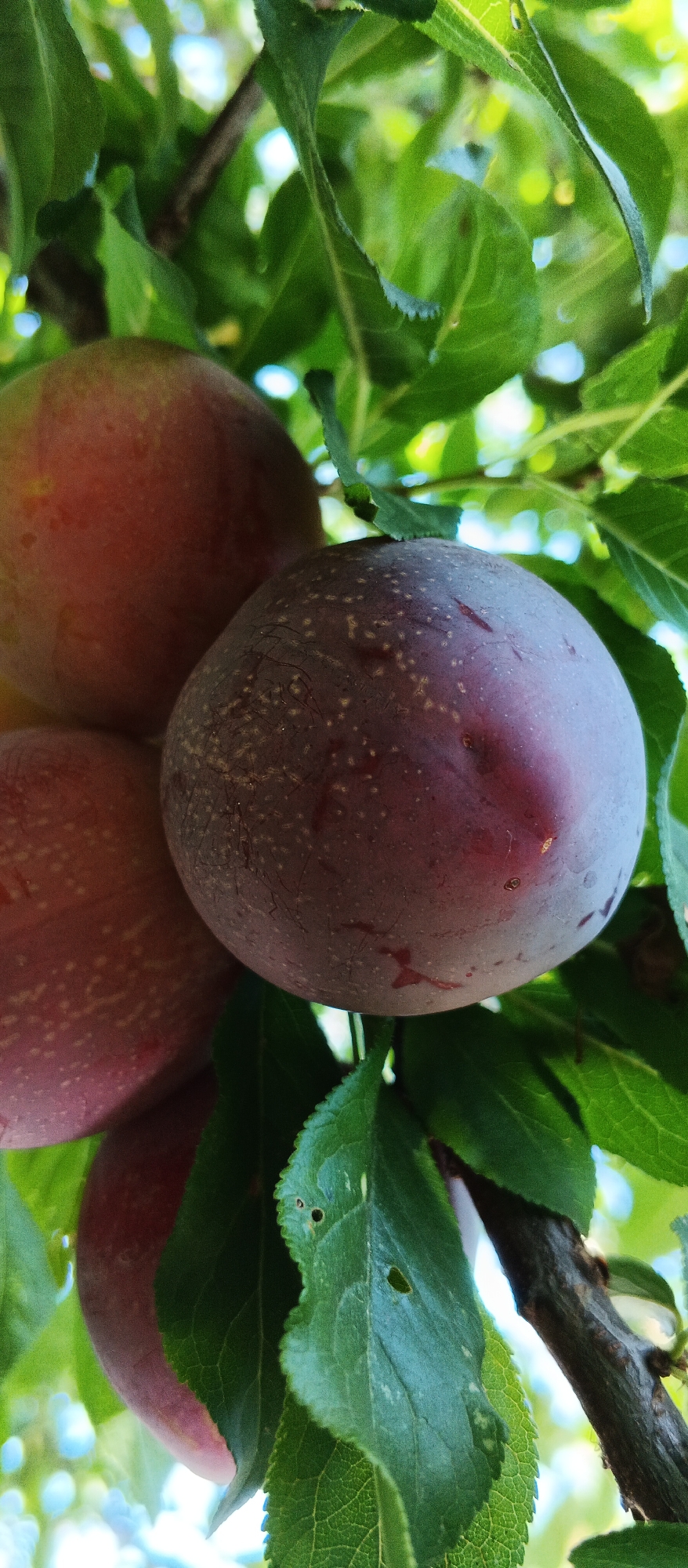 The image displays a close-up view of several ripe plums hanging from a tree branch, surrounded by lush green leaves. The plums are a deep reddish-purple color, with some showing a dusting of lighter speckles. The leaves are vibrant green, with some appearing slightly glossy. The background is a soft blur of light blue and green, suggesting a sunny outdoor environment. The image appears to have been taken in a residential garden or orchard within the city of Smila, Ukraine, as indicated by the surrounding foliage and the typical appearance of fruit trees found in the region. There are no people or animals visible in the image. The scene is still and natural, focusing on the ripe fruit ready for harvest.