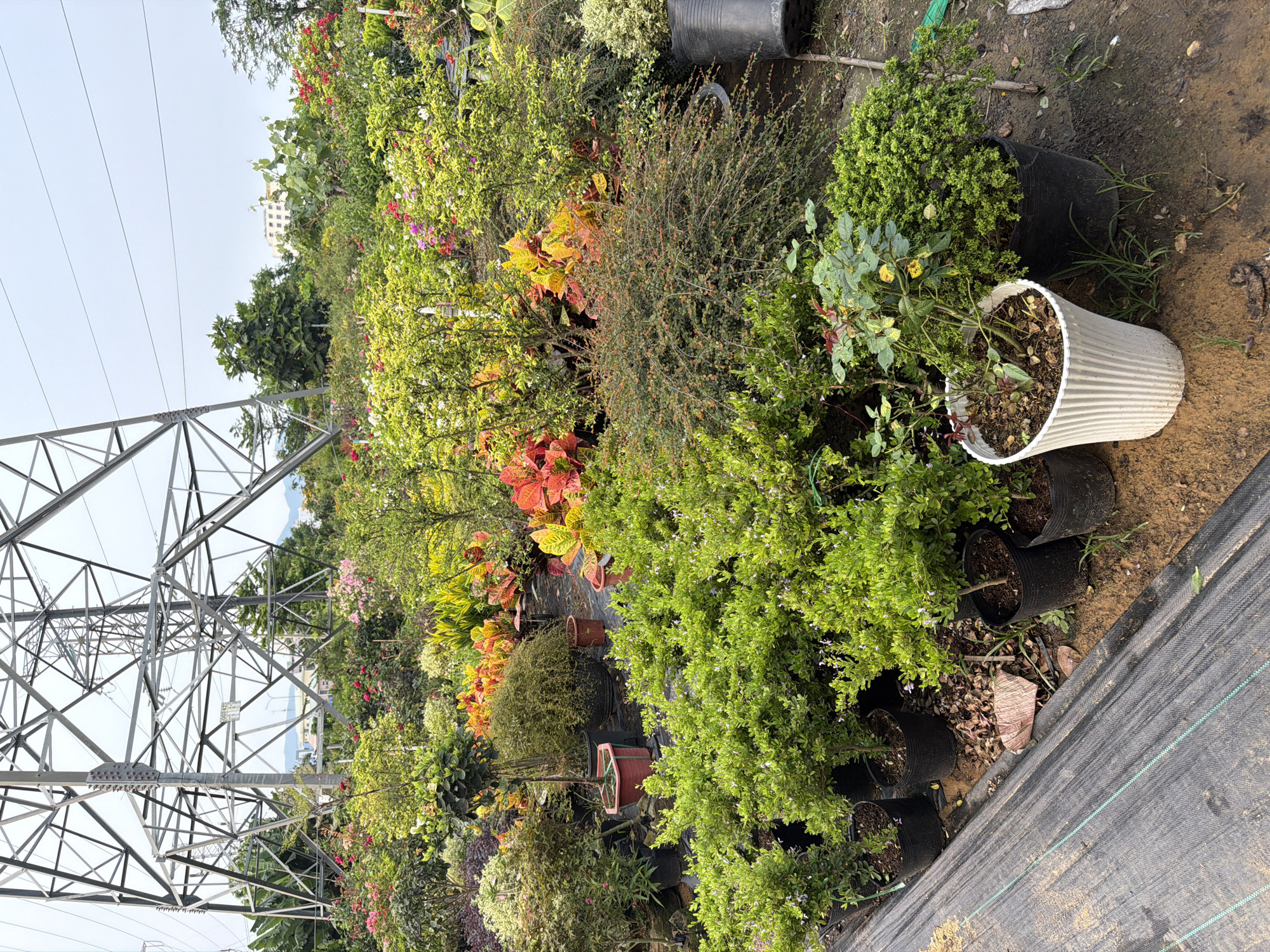 The image depicts an outdoor plant nursery or garden center in what appears to be Đà Nẵng, Vietnam. A large metal electricity pylon is visible on the left, partially obscured by lush vegetation. The nursery contains a variety of potted plants, including shrubs, flowering plants, and foliage with vibrant colors like yellow, orange, and red. Several plants are in black plastic pots, while one larger plant is in a white, ribbed pot. A section of black landscape fabric is visible on the right edge of the image. The ground appears to be a mix of soil and mulch. The sky is visible above the trees and pylon.