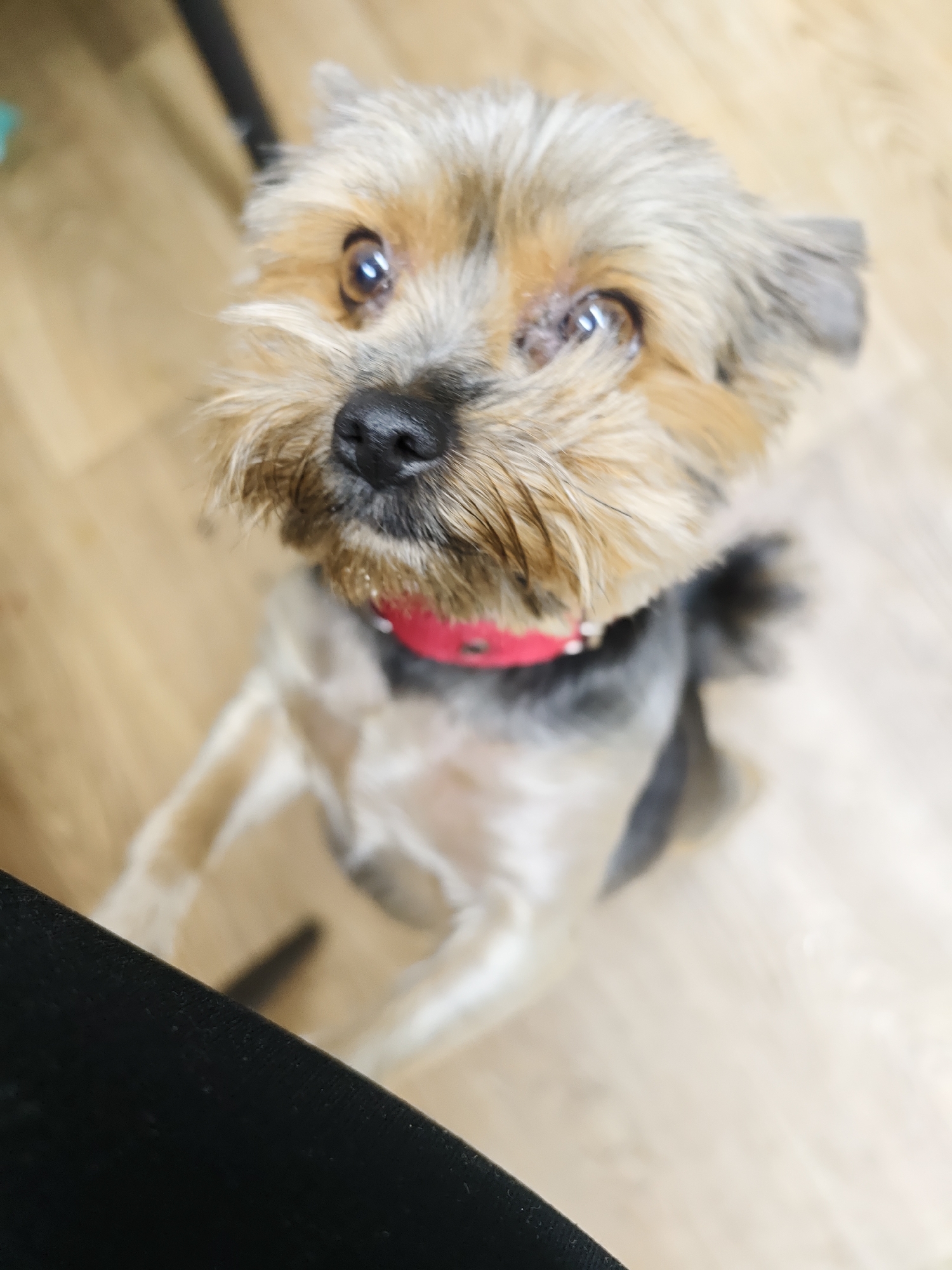A small Yorkshire Terrier, or a similar terrier breed, is depicted standing upright on its hind legs, looking directly upwards with large, dark, and expressive eyes. The dog's fur is a mixture of tan and grey hues, with longer, shaggy hair around its muzzle and face, contrasting with a shorter trim on its body. A vibrant red collar, embellished with small, light-colored studs, is prominent around its neck.
The dog appears to be leaning against or resting its front paws on a dark, textured object, possibly a piece of furniture like a chair or table leg, which partially occupies the bottom left corner of the frame. The background consists of a blurred, light-colored wooden floor, indicating an indoor, domestic setting. The dog's alert posture and focused gaze suggest it is actively seeking attention, anticipating an action, or possibly begging for a treat. The lighting is soft and natural, highlighting the dog's engaged expression and the sparkle in its eyes. One of its ears is slightly flopped. No people or visible text are present in the image. The time of day is indeterminate, but the ambient lighting suggests it is daytime.