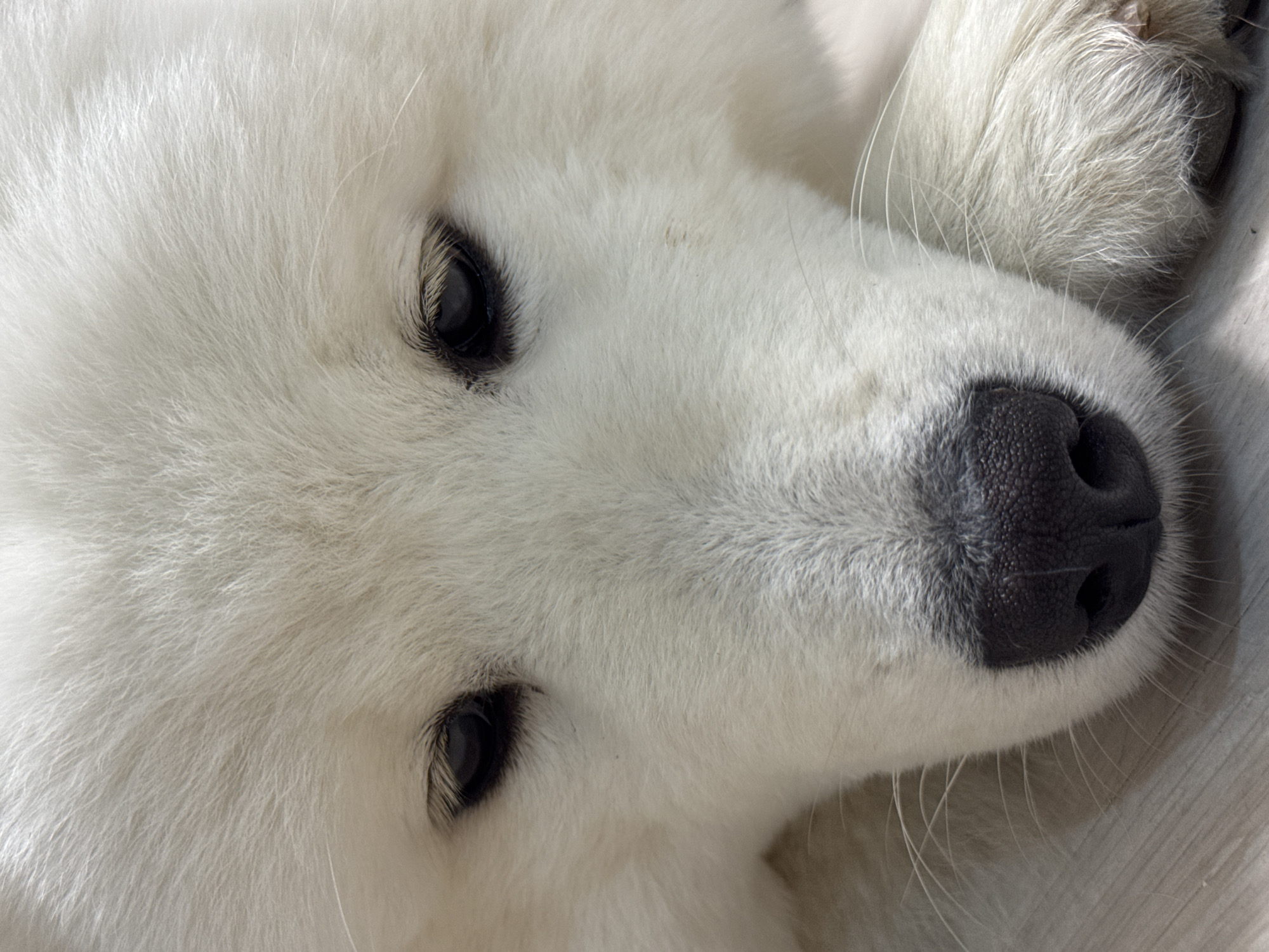 The image is a close-up, eye-level, vertical shot of a white dog's face. The dog's head is bowed, with its muzzle resting on a light-colored surface, possibly a wooden floor. The dog's fur is thick and fluffy. Its dark eyes are partially visible, and its black nose is in sharp focus. The image was taken in Chaikovsky, Russia.