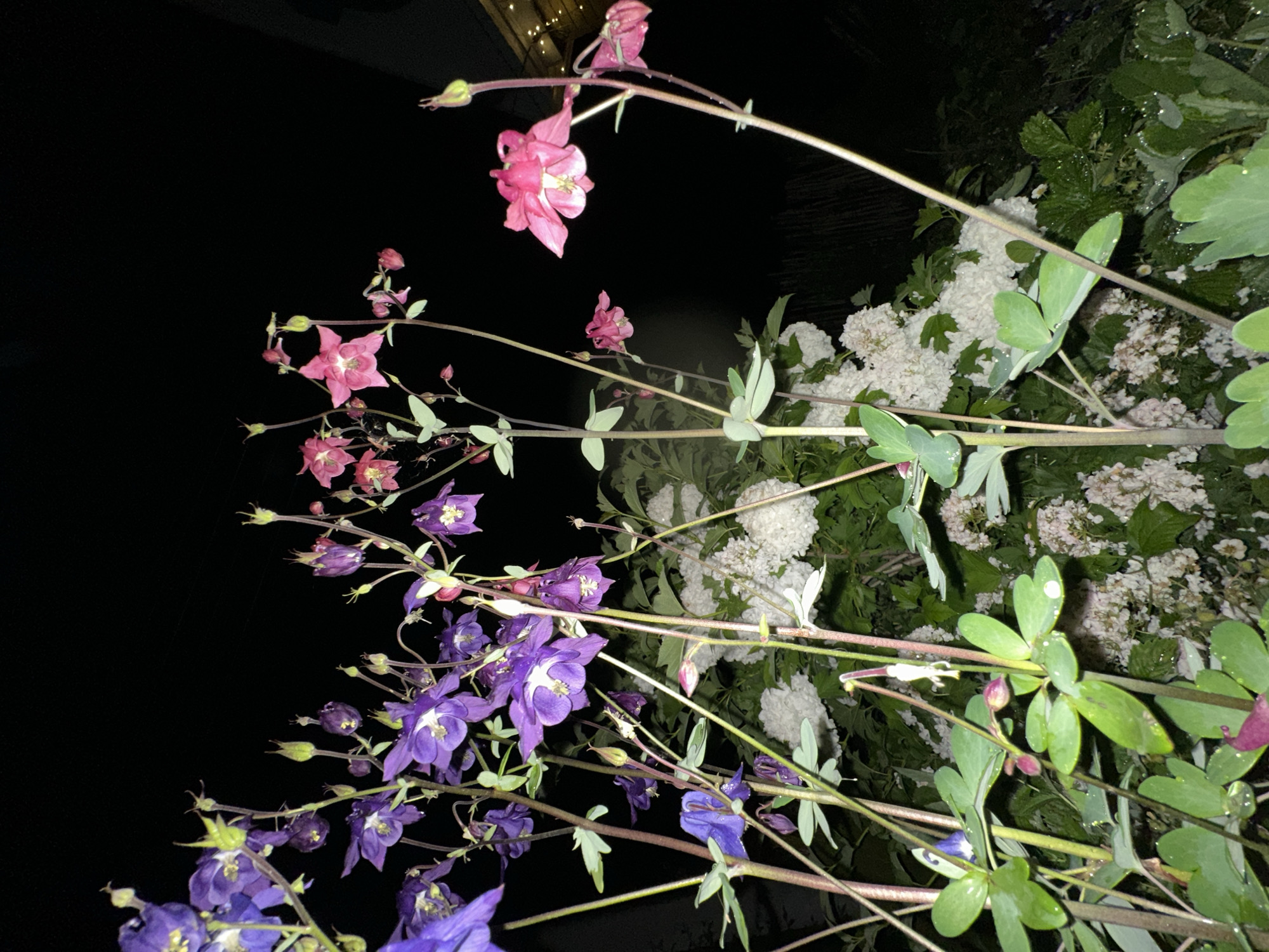 The image shows a close-up of Columbine flowers with purple and pink blossoms, set against a dark background. The flowers are detailed, with visible petals, stamens, and stems. Some of the flowers appear to have water droplets on them. In the background, there are blurred clusters of white flowers, possibly Hydrangeas, and some green foliage. The scene is illuminated by artificial light, suggesting it was taken at night. The setting appears to be a garden or park. There are no people or animals visible in the image. The overall impression is one of a nighttime garden display. No specific information about Abzakovo, Russia, is discernible from the image itself.