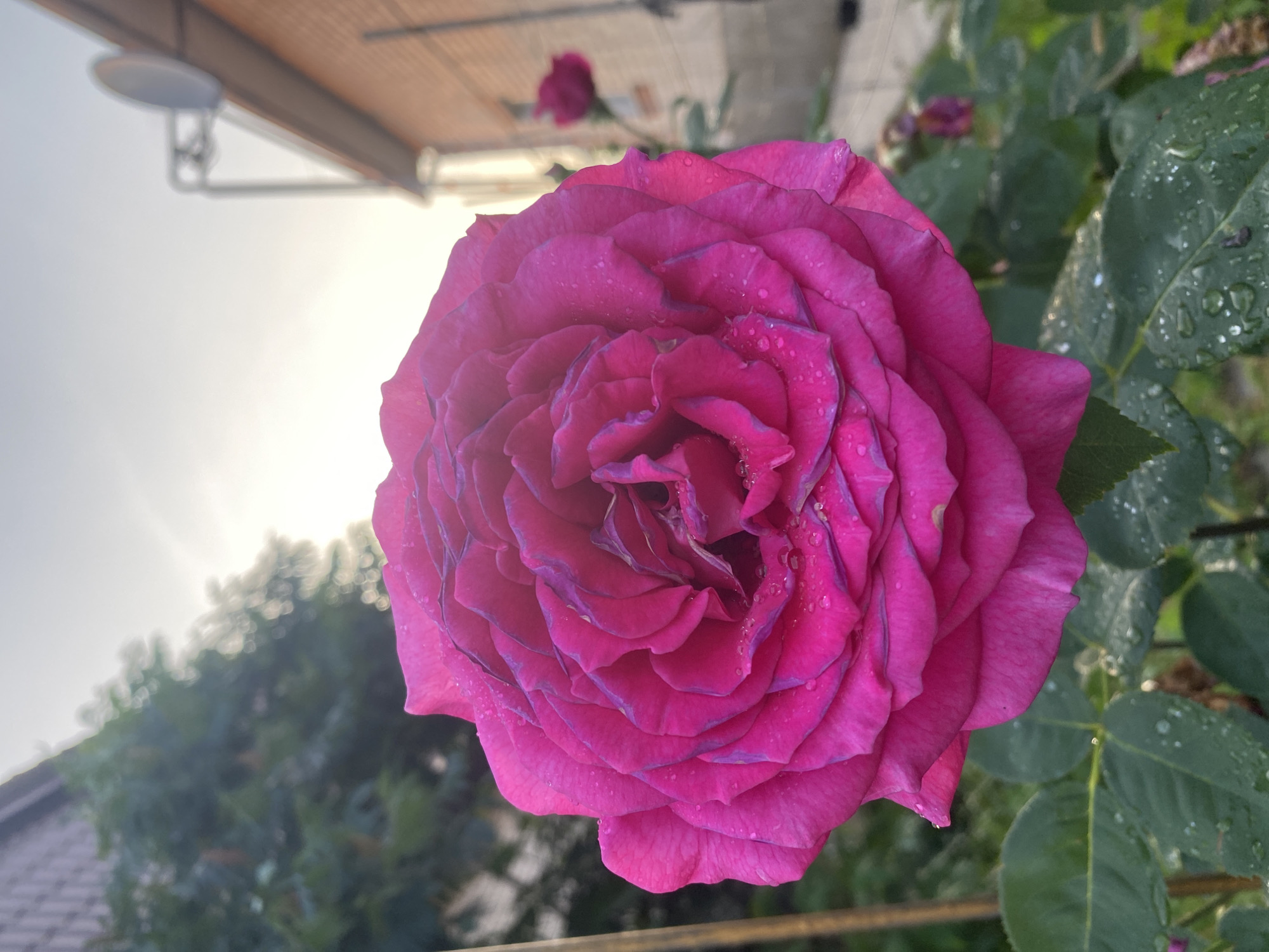 A close-up, rotated image features a vibrant pink rose in full bloom. The rose's petals are densely layered, with subtle hints of purple along the edges. Numerous small water droplets are scattered across the petals, suggesting recent rain or dew.
To the right of the rose, green rose leaves are visible, also speckled with water droplets. In the background, out of focus, are more green foliage, a hint of a building with a wooden overhang, and a diffused bright light source that appears to be the sun breaking through clouds. A second, less distinct pink rose can be seen further in the background. The lighting suggests it is either early morning or late afternoon. The overall mood is serene and natural. There is no visible text.
