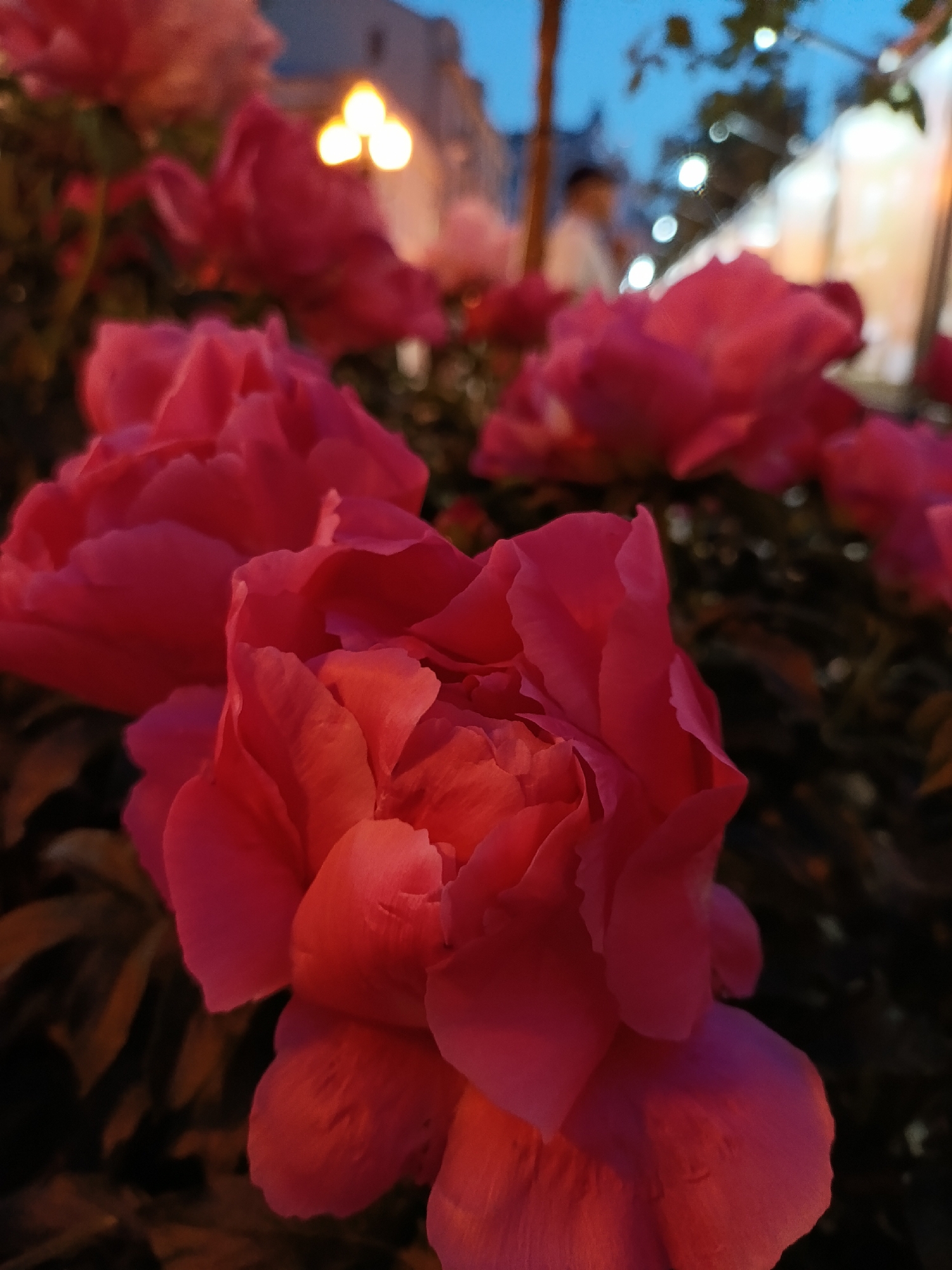 This low-angle photograph captures a close-up of multiple vibrant pink-red flowers, likely peonies or roses, at dusk or night in an urban setting within the city of Unknown, Unknown. The foremost flower, positioned prominently in the lower center, is sharply focused, revealing numerous densely packed petals with subtle variations in hue from deep fuchsia to lighter red, and distinct textural details. Behind it, several other similar flowers are visible but increasingly out of focus, creating a shallow depth of field.
In the blurred background, to the upper left, three distinct, circular yellow-orange lights are visible, consistent with a traditional streetlamp or decorative fixture. To the upper right, several smaller, scattered white circular lights, indicative of bokeh from string lights, are present. Behind these lights, a blurred human figure can be discerned, largely silhouetted, and indistinct architectural elements suggest buildings. The overall illumination appears to be artificial, casting the flowers in a dramatic light against the dark, subtly lit background. The environment appears to be a cultivated public space such as a park or garden within a city.