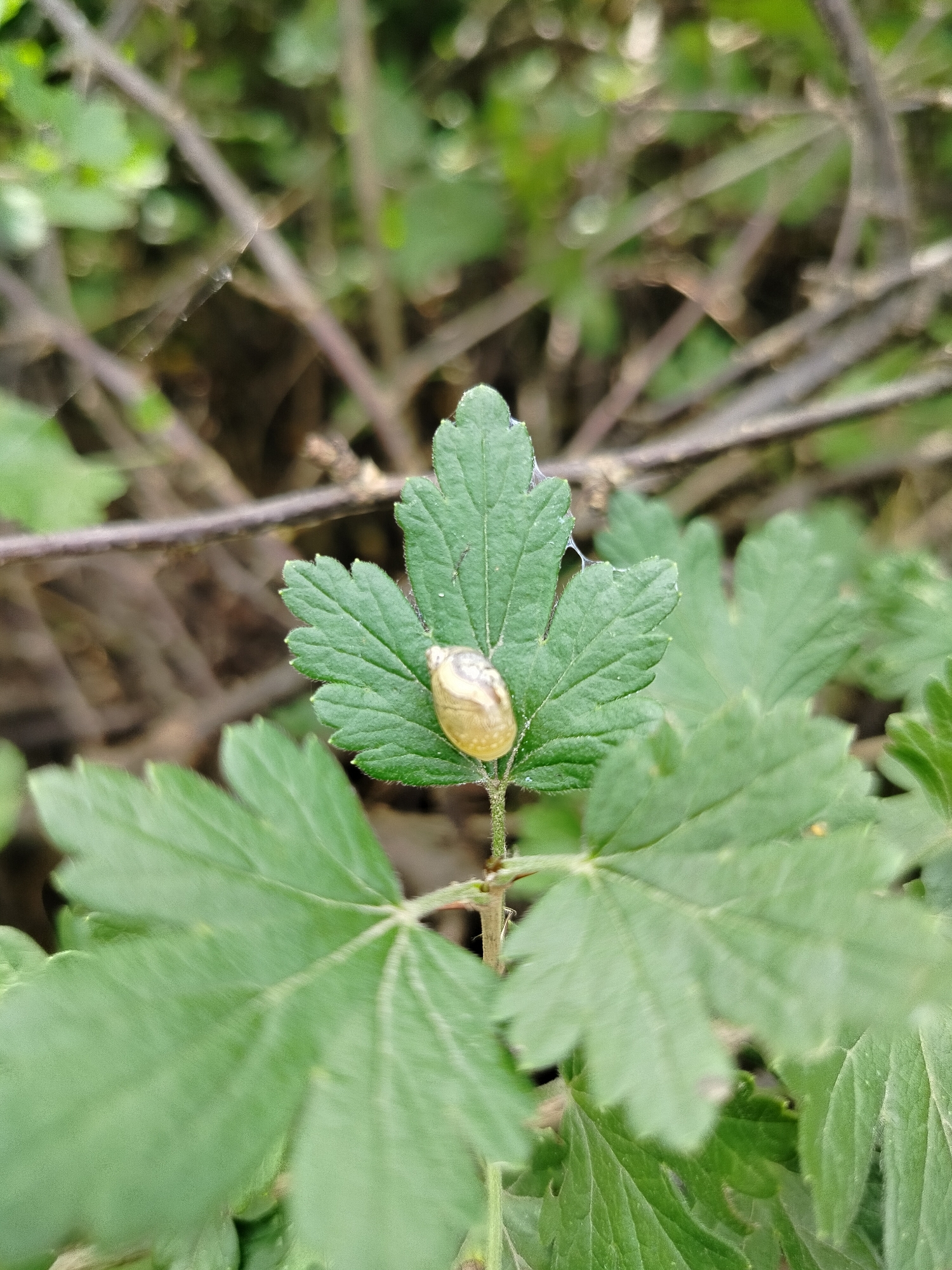 A small, light brown snail is perched on the edge of a serrated green leaf. The snail's shell is spiraled and appears damp. The leaf itself is part of a larger plant, with other green leaves and thin brown stems visible in the background. The overall scene is outdoors, with soft, blurred green foliage and darker, out-of-focus branches forming the backdrop. The lighting suggests it might be a cloudy day or the image was taken in shaded conditions. The snail is the primary subject, positioned centrally on the leaf.