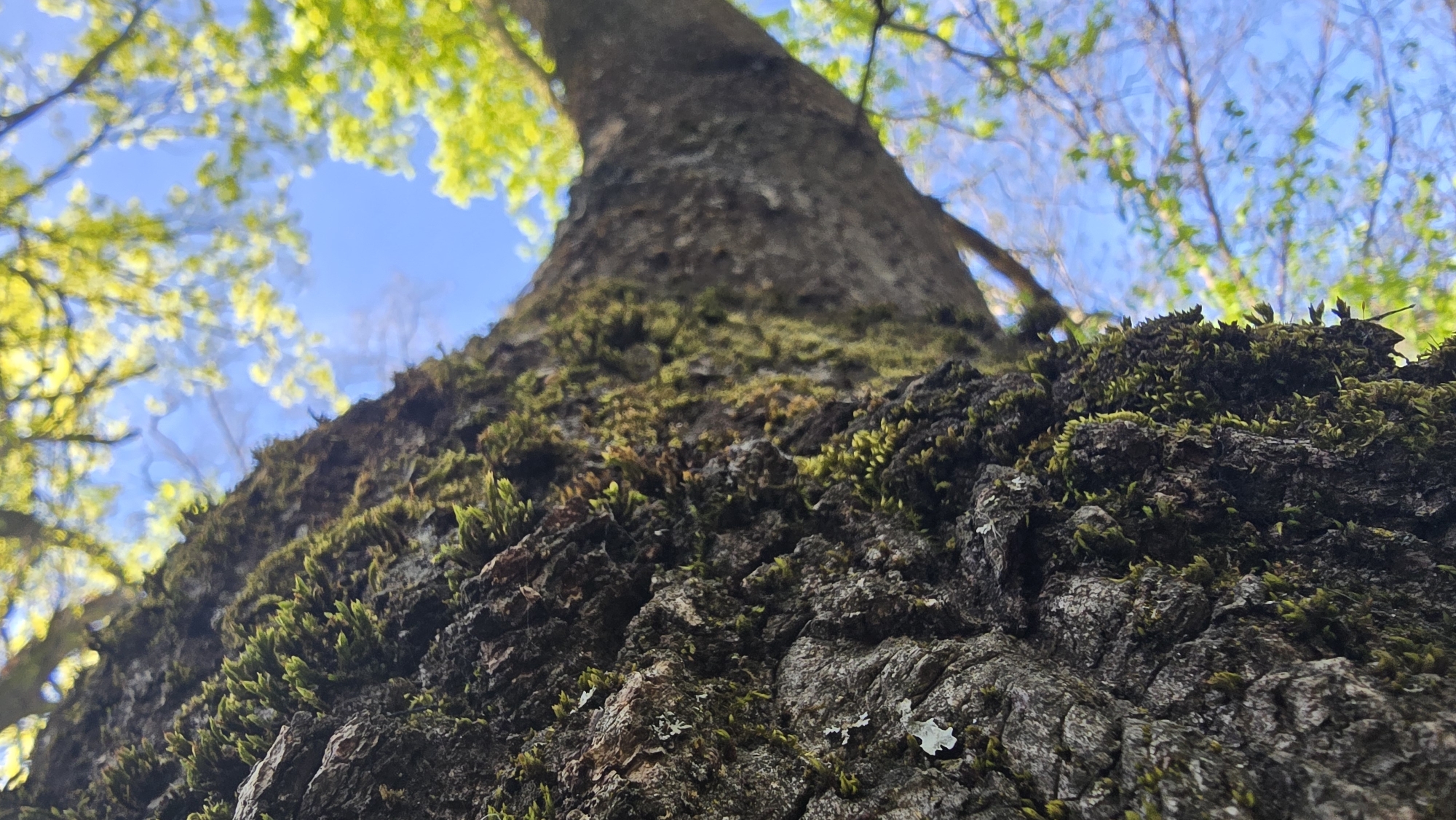 This low-angle photograph captures a vibrant upward view of a tree trunk, heavily textured and adorned with moss and lichen, set against a clear blue sky and a canopy of bright green leaves. The tree trunk, dark brown and grey with deep grooves and cracks, dominates the foreground, rising diagonally from the lower left to the upper center of the frame. Abundant patches of lush, green moss cling to the bark, particularly prominent in the middle ground, adding vivid color and texture. Smaller, lighter patches of lichen are also visible on the rugged surface.
As the viewer's gaze ascends, the tree trunk and its branches become progressively out of focus, leading to a soft, ethereal canopy of fresh, light green leaves. These leaves, illuminated by bright daylight, glow against the serene, cloudless blue sky, suggesting either spring or early summer. The overall lighting is bright and even, indicating a sunny day. No human activity or man-made objects are visible, making it a pure nature scene. The image conveys a sense of growth, tranquility, and the beauty of natural forms. No text is visible in the media. The location context provided for this image is Sofia, Bulgaria.
