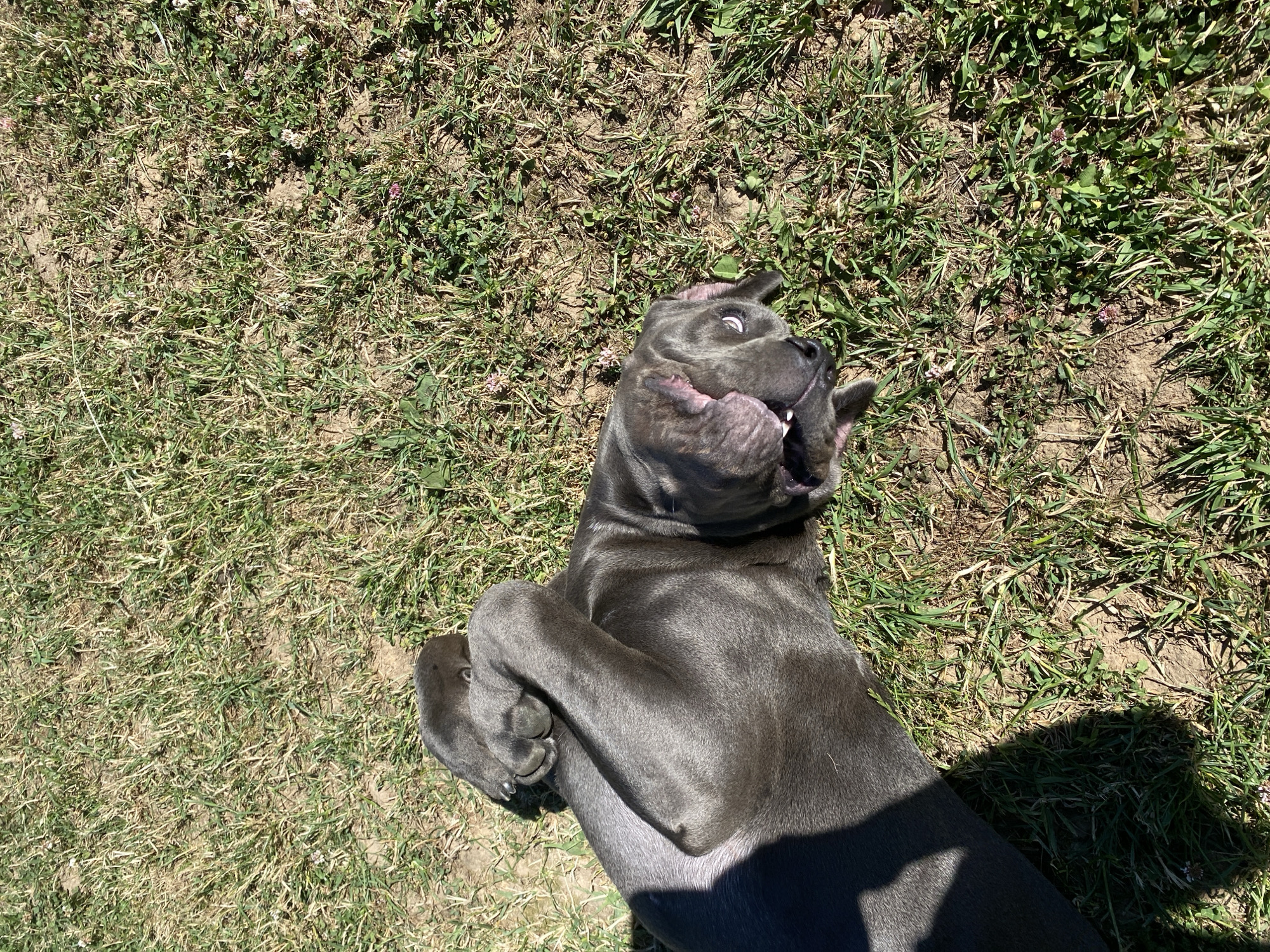 An adult Cane Corso dog with grey fur is lying on its back in a grassy area. The dog's paws are crossed over its chest, and its head is tilted back, exposing its belly. The dog's mouth is slightly open, and its eyes are looking up. The background is a blur of green grass and brown dirt. A dark shadow is cast on the left side of the image.