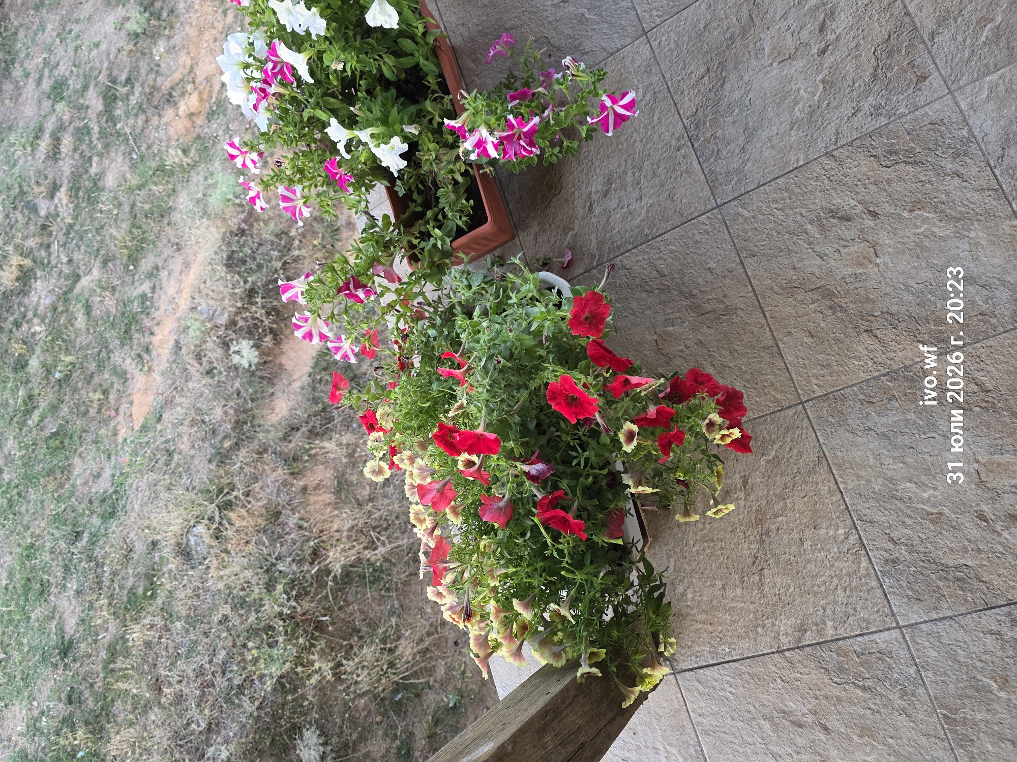 The image displays a close-up, high-angle shot of potted petunias on a tiled patio. The flowers are vibrant, with colors including red, pink and white, and pink and white striped patterns. The background shows dry, grassy ground. Text overlays indicate the location as "ivo.wf" and the date as "31 July 2026, 20:23". There are no people or animals present in the image. The scene appears to be an outdoor residential area.