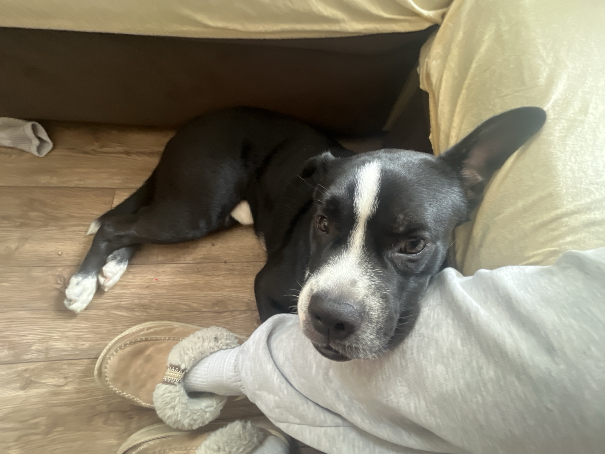 A black and white dog lies on a hardwood floor, resting its head on a person's leg. The person is wearing grey sweatpants and tan moccasin-style slippers with fur lining. A partially visible white sock is between the slipper and the sweatpants. The dog's body stretches to the left, partially under a piece of furniture, possibly a couch. A grey sock is visible on the floor near the furniture. The environment is indoors and appears to be a domestic setting. There is no indication of a specific location in Varna, Bulgaria.