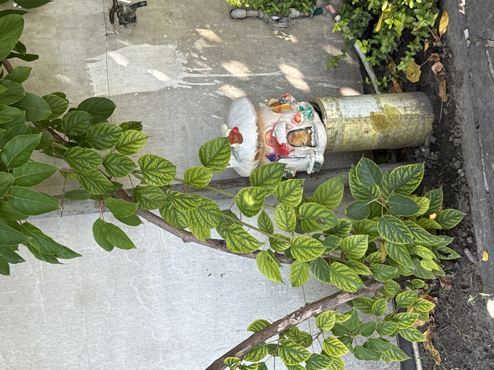 The image depicts a close-up of a whimsical garden decoration placed near a concrete wall. The decoration is a small, ceramic house with a rounded, mushroom-like roof, painted in white and adorned with colorful details, including small doors and windows. It rests on a weathered, cylindrical base that appears to be a repurposed pipe, decorated with a faded leaf pattern.
A leafy green vine with broad, textured leaves is growing and climbing around the decoration and the wall. Some leaves show a yellowing or variegation. The concrete wall behind the decoration is textured and marked with streaks, possibly from water runoff. To the right of the decoration, a portion of a faucet or spigot is visible on the wall. At the base of the wall, there are patches of dark soil and fallen dry leaves. The overall scene suggests a detail within a garden or an outdoor space. The image does not contain any people or identifiable landmarks that would confirm its location in Okhtyrka, Ukraine.