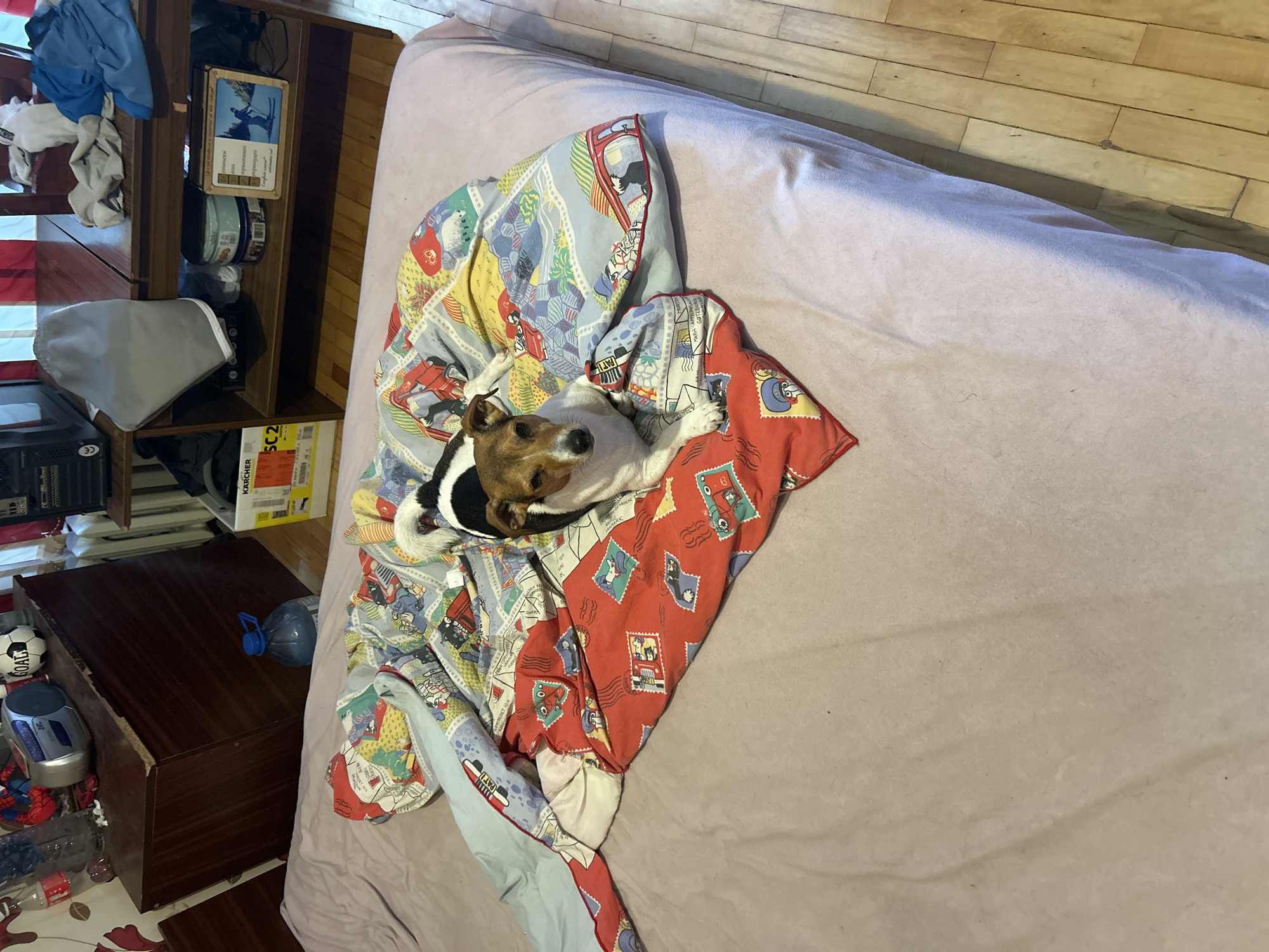A Jack Russell terrier rests on a bed, partially covered by a colorful blanket patterned with cars, stamps, and other images. The bed is covered with a light lavender colored bed sheet. A wooden nightstand with shelves sits to the left of the bed. On the shelves are clothing, a small picture frame, and other miscellaneous items. A box for a Kärcher product is near the foot of the bed and there is a water bottle on the ground next to the nightstand. The image was taken indoors. The city and country are not evident from the image.