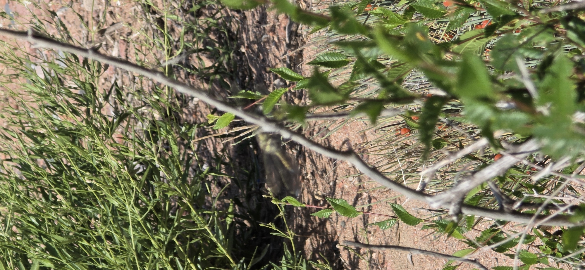 A bird is partially visible amongst dry grass and green foliage. The bird appears to be yellow-green and is in motion, making its features indistinct. The background consists of dry, reddish-brown earth with patches of green vegetation. Several thin, bare branches are in the foreground, obscuring parts of the scene. The image appears to be taken outdoors in a natural, unmanicured setting. There are no people or man-made structures visible in the image. The location is identified as Tosor, Kyrgyzstan.