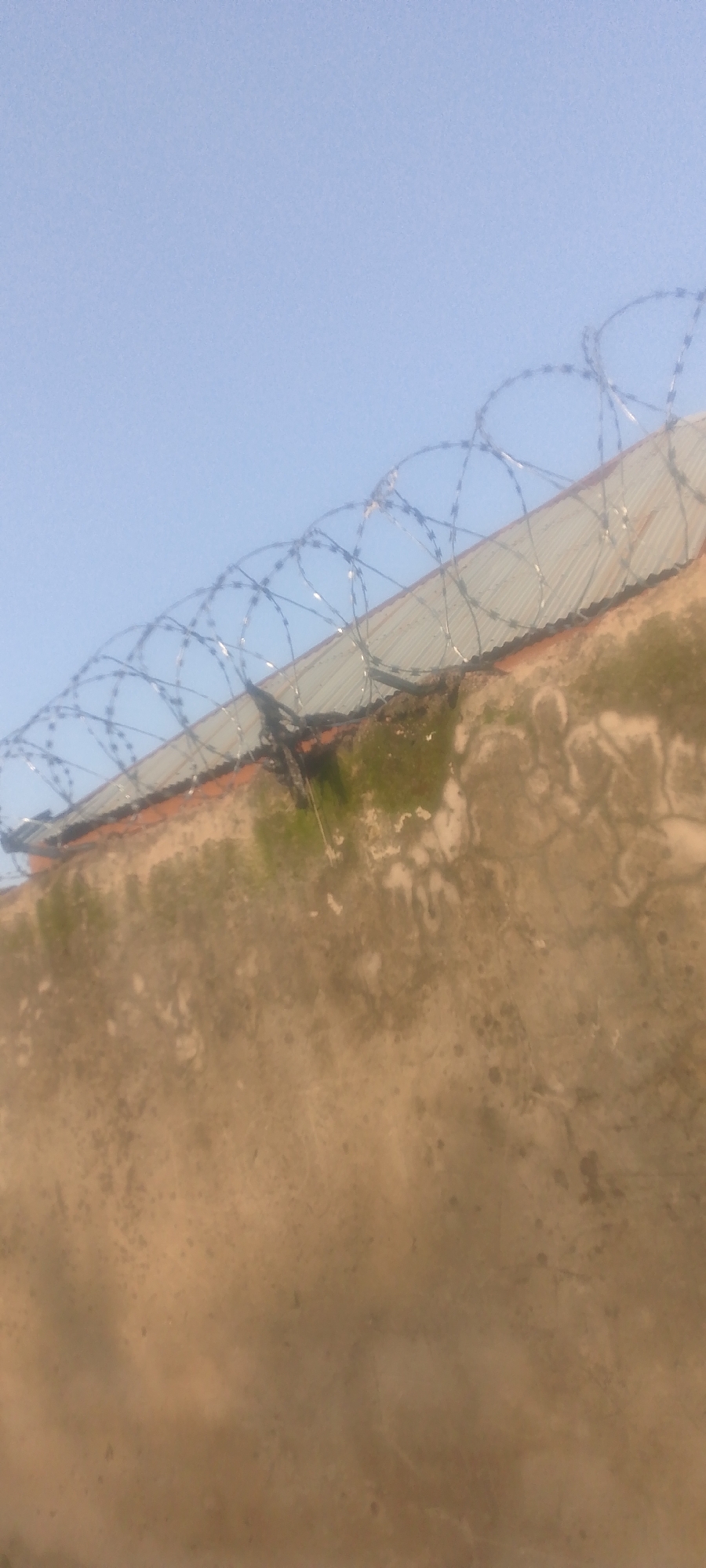 The image depicts a close-up view of a rough, textured wall topped with a corrugated metal roof. A coil of barbed wire is stretched tautly along the edge of the roof, suggesting a security feature or barrier. The wall appears weathered, with patches of green moss or algae growing on its surface, especially near the top where it meets the roof. The sky above is a clear, light blue, indicating daytime with fair weather.
The composition is focused on the texture and material of the wall and roof, with the barbed wire creating a sharp, angular contrast. The overall impression is one of a utilitarian structure, possibly in a rural or semi-urban setting in Jalingo, Nigeria. There is no visible text or discernible activity taking place. The lighting suggests it is likely morning or late afternoon due to the clear sky and the absence of harsh shadows.