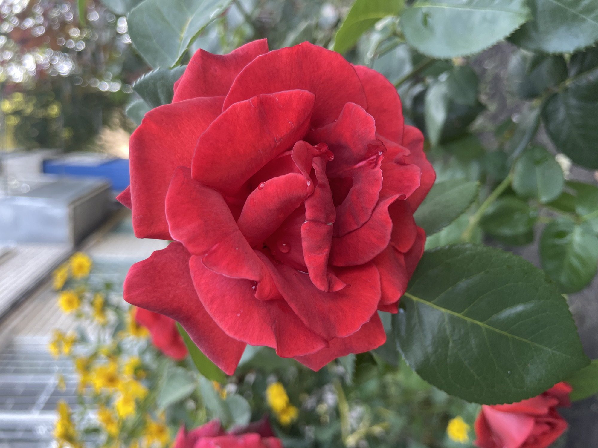 A close-up, eye-level shot showcases a vibrant red rose in full bloom. The rose petals are layered and appear slightly damp, with tiny water droplets visible on their surface. The flower's center is deep and complex, with some petals slightly unfurled. Surrounding the rose are lush green leaves, some of which are in sharp focus, while others are blurred by the shallow depth of field. In the background, out of focus, are bright yellow flowers, a glimpse of a building with windows, and some indistinct greenery, suggesting an outdoor setting likely in a garden or park. The overall lighting is soft and diffused, hinting at an overcast day or late afternoon sun. The image does not contain any discernible elements that would allow for specific identification of its location within the city of Cherkessk, Russia.