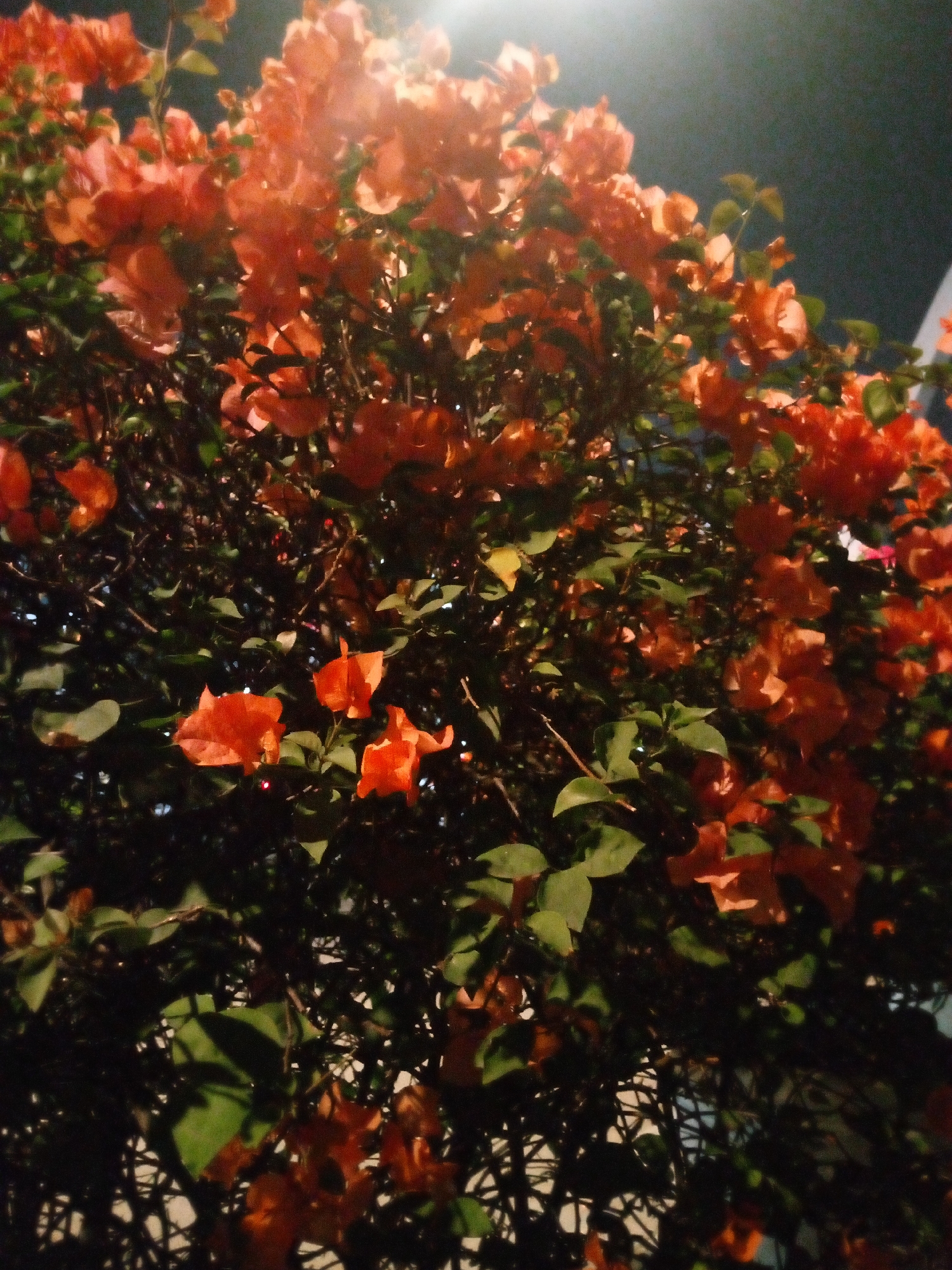 The image shows a close-up of a vibrant bougainvillea plant with bright orange bracts and green leaves, illuminated by a light source from above, likely a street lamp. The background is dark, suggesting it is nighttime or a dimly lit area. The plant appears to be dense and full, with branches and flowers filling most of the frame. In the background, a glimpse of what looks like a white fence or trellis can be seen, suggesting the plant might be growing along a boundary. The overall impression is one of a beautifully illuminated flowering bush at night. The location is identified as Bitung Jaya, Indonesia, which is a neighborhood in the Tangerang Regency, Banten province of Indonesia.