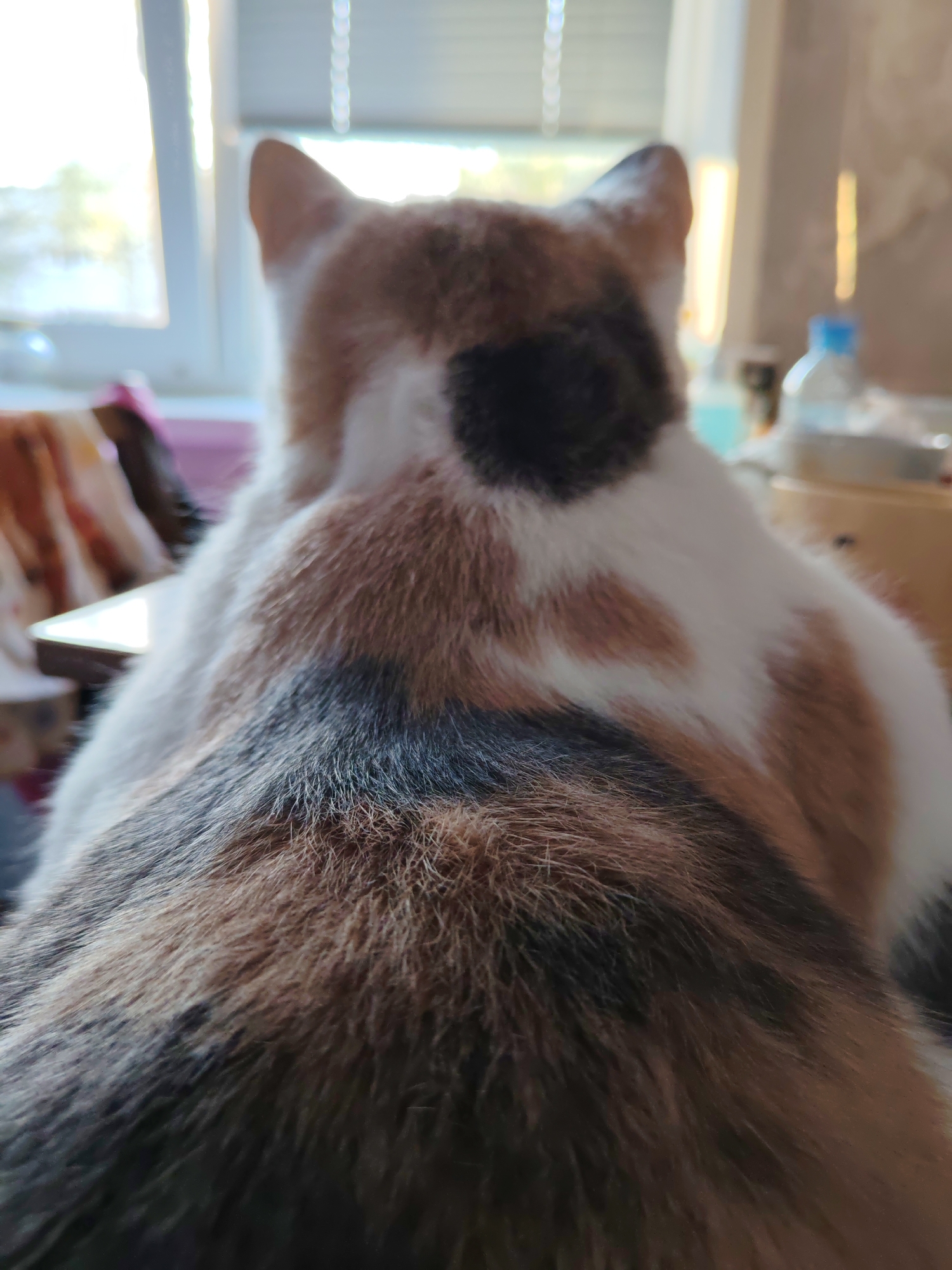 The image shows the back of a calico cat. The fur is a mix of white, orange, and black patches. The location is Chaikovsky, Russia. The cat is indoors, and there is a window in the background with light streaming in. Other objects visible include a desk, chair, and a bottle of water.