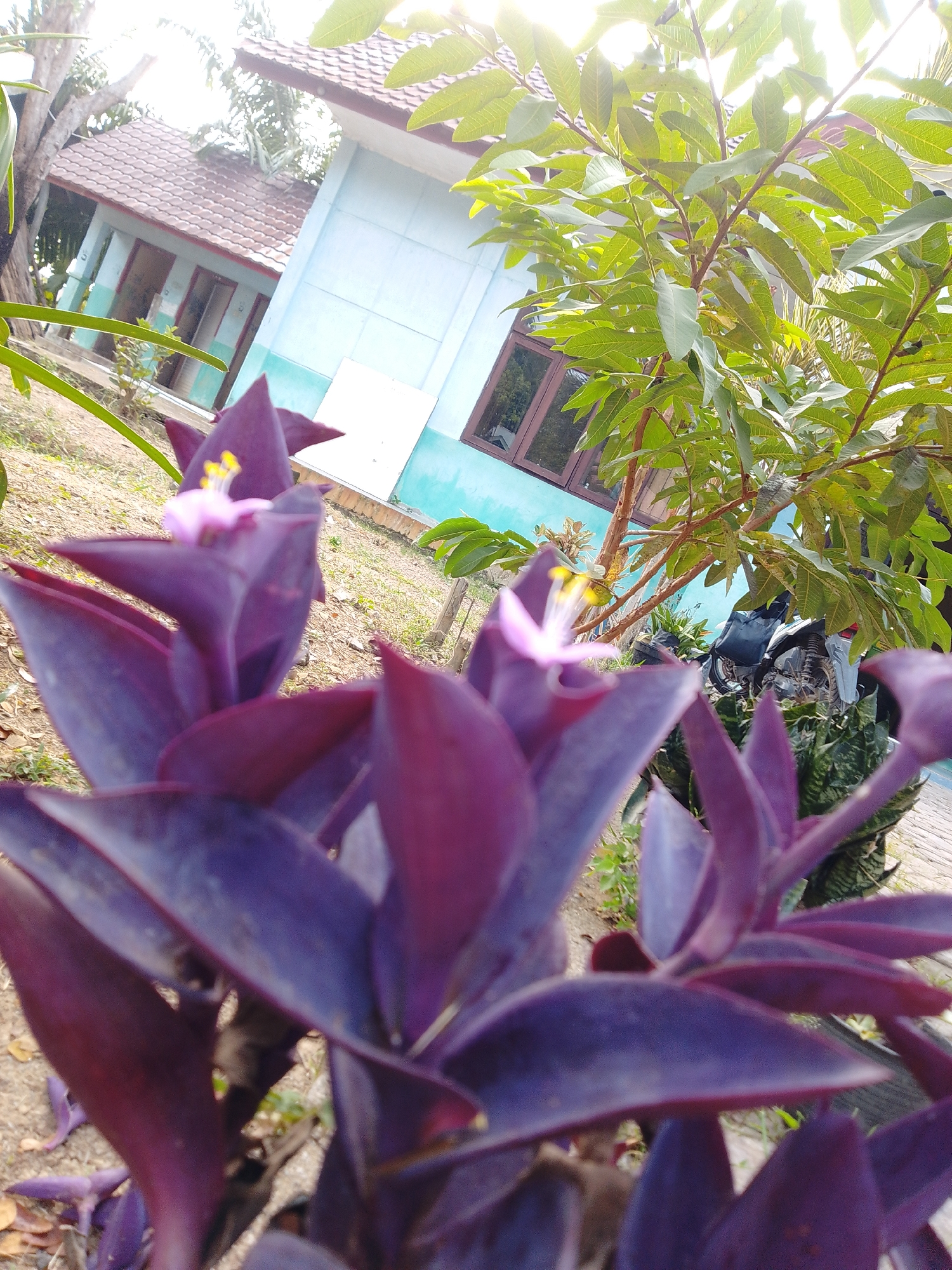 An eye-level, close-up shot captures vibrant purple leaves of a plant in the foreground. A small pink and yellow flower with delicate petals is partially visible atop one of the leaves. Behind the plant, a light blue building with a brown tiled roof is discernible, featuring windows with dark frames. A tree with green foliage stands to the right of the building, its branches reaching towards the sky. In the background, a motorcycle is parked, partially obscured by the foliage. The ground is covered with dry leaves and dirt. The scene is illuminated by bright sunlight, creating a lens flare effect at the top of the image. The location is Ubitpayaitek, Indonesia.
