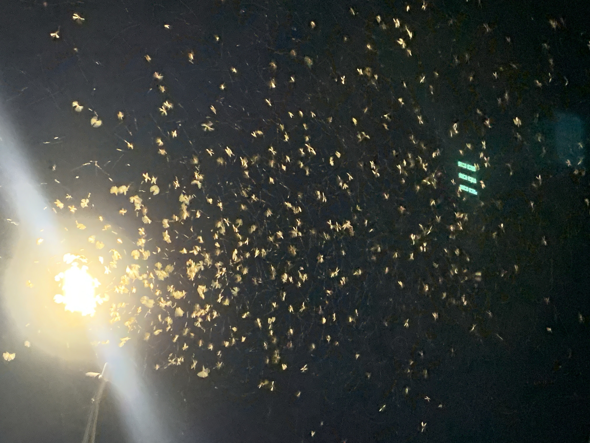 A nighttime scene in Kabong, Nigeria, depicts a swarm of moths around a street lamp. The lamp, located on the left side of the frame, casts a bright yellow glow and emits a long, thin ray of light. Hundreds of moths are densely clustered around the light source, with their shapes appearing as small, illuminated specks against the dark sky. The sky itself is a deep black, with some faint streaks and lighter areas dispersed amongst the moths. In the right-center area, a faint green glow can be seen. The lamp post is visible in the lower left corner of the image, appearing as a thin vertical line. The overall scene conveys the natural behavior of moths attracted to artificial light at night.