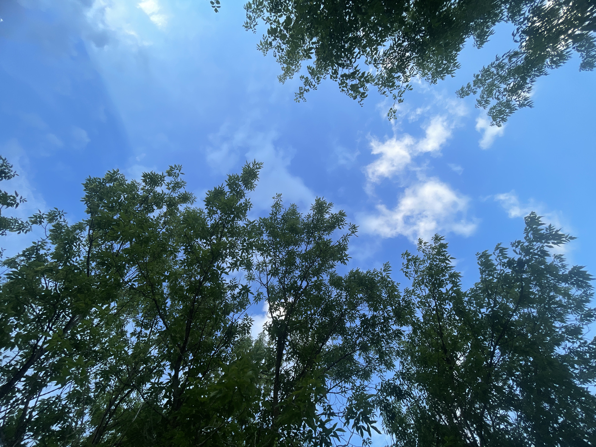 The image shows a low-angle view of a bright blue sky with scattered white clouds. The branches and green leaves of trees frame the sky from the left, top, and right edges of the photograph. The lighting suggests it is daytime. The scene depicts a natural outdoor environment, likely a park or a residential area in the city of Podshivalovo, Russia, given the context of the prompt. There are no people or specific man-made structures clearly visible in the image.