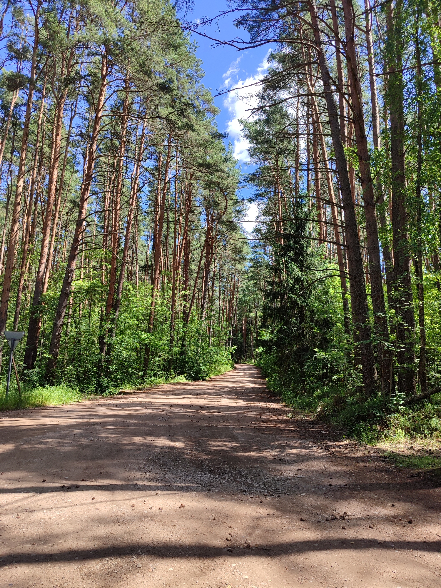 A dirt road curves through a dense pine forest under a bright blue sky with scattered white clouds. The road is unpaved and appears to be a natural path, possibly for walking or cycling, bordered by thick vegetation. Tall, slender pine trees with rough bark and green needles line both sides of the road, creating a shaded canopy. Sunlight filters through the trees, casting dappled shadows on the dusty ground. The forest floor is covered with a mixture of dirt, pine needles, and small cones. In the distance, the road recedes into the forest, disappearing around a bend. A small, gray triangular signpost with a metal pole stands on the left side of the road near the foreground. The overall impression is one of a peaceful and secluded natural setting.