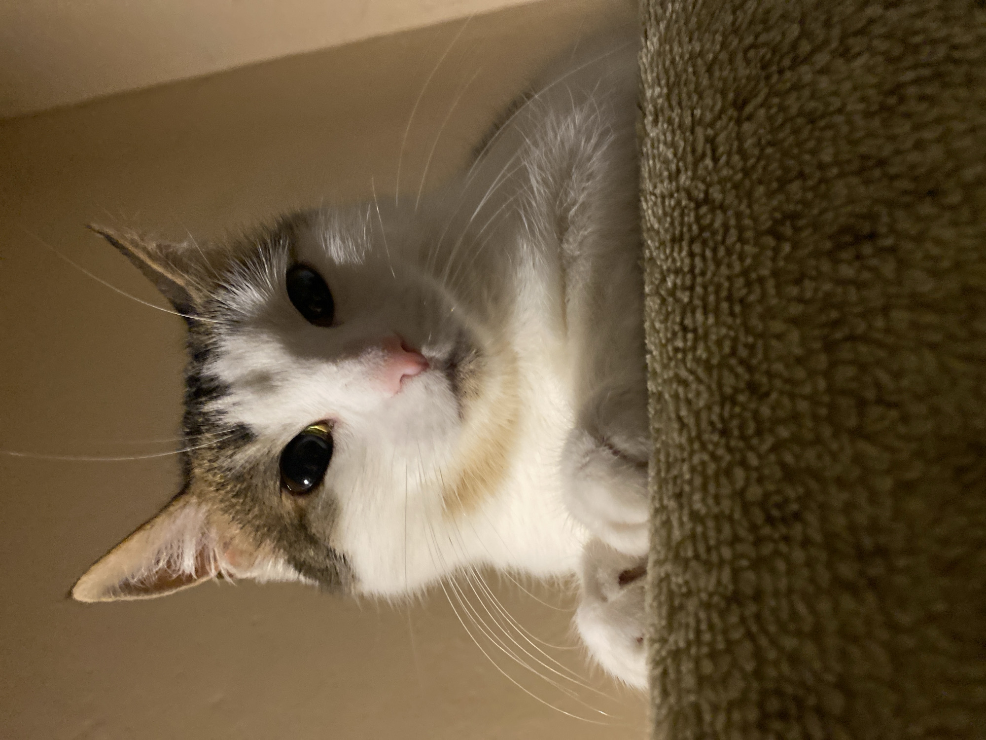 A close-up, low-angle, eye-level shot captures a white and brown tabby cat resting on a textured, beige surface that appears to be a carpeted step or ledge. The cat's head is tilted slightly downwards, with its front paws gently resting on the surface in front of it. Its eyes are wide open and directed towards the camera, reflecting a golden-yellow hue. The cat has prominent white whiskers that fan out from its nose and muzzle. Its ears are pointed upwards, with the left ear showing a distinct brown marking at the tip. The background is a softly lit, solid beige wall, creating a warm and intimate atmosphere. The lighting casts subtle shadows that highlight the cat's fur and facial features.