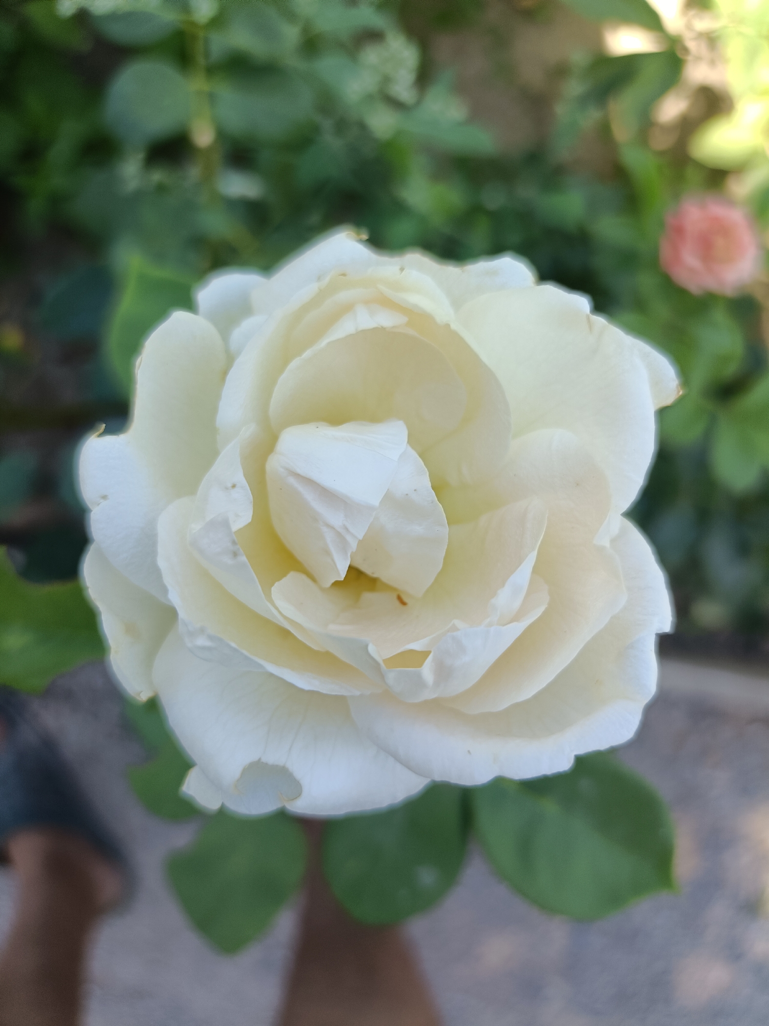 A close-up, overhead, shallow depth of field shot focuses on a white rose bloom. The rose is fully open, revealing layered petals with a slightly creamy yellow hue at the center. The background is blurred, showing green foliage, some out-of-focus pink flowers, and a hint of a person's legs and feet on the lower left. The lighting suggests an outdoor setting, possibly a garden. The image is undated and its location is unknown.