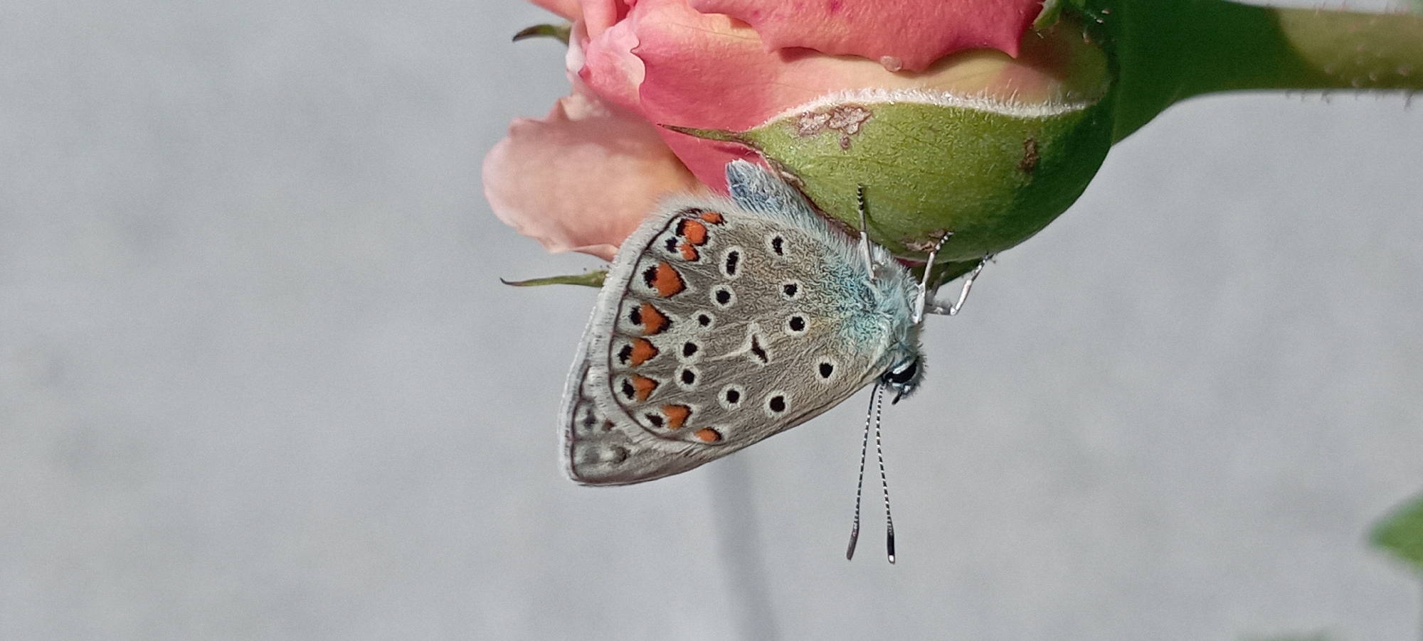 A close-up photograph captures a small, light blue and grey butterfly with orange and black markings on its wings. The butterfly is hanging upside down from the green sepal of a pale pink rose bud. The rose bud is partially open, revealing delicate pink petals. The background is a soft, out-of-focus grey, suggesting a bright, possibly overcast day. The detail on the butterfly's wings and antennae is sharp, while the rose and background are softer. The image appears to be taken outdoors, likely in a garden setting, given the presence of the rose and butterfly. No people or text are visible in the image. The overall mood is peaceful and natural.