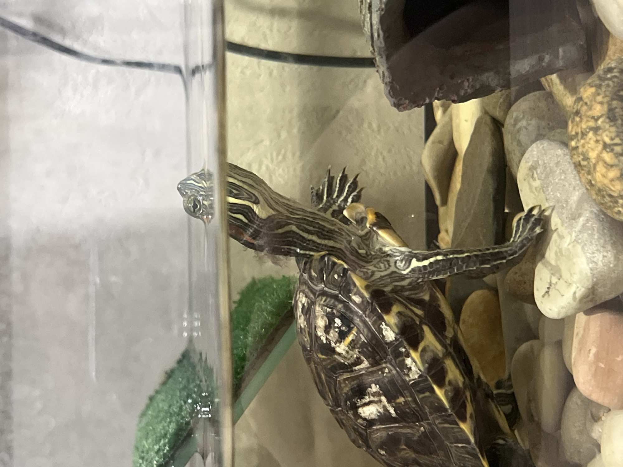 A close-up shot shows a turtle inside a glass tank. The turtle is pressing against the glass, its head and front limbs visible. The shell is patterned with dark and yellow markings. Behind the turtle, there are pebbles and a dark, rocky structure. A patch of artificial green grass is also visible inside the tank. The scene is indoors. There is no indication of Neftekamsk, Russia.