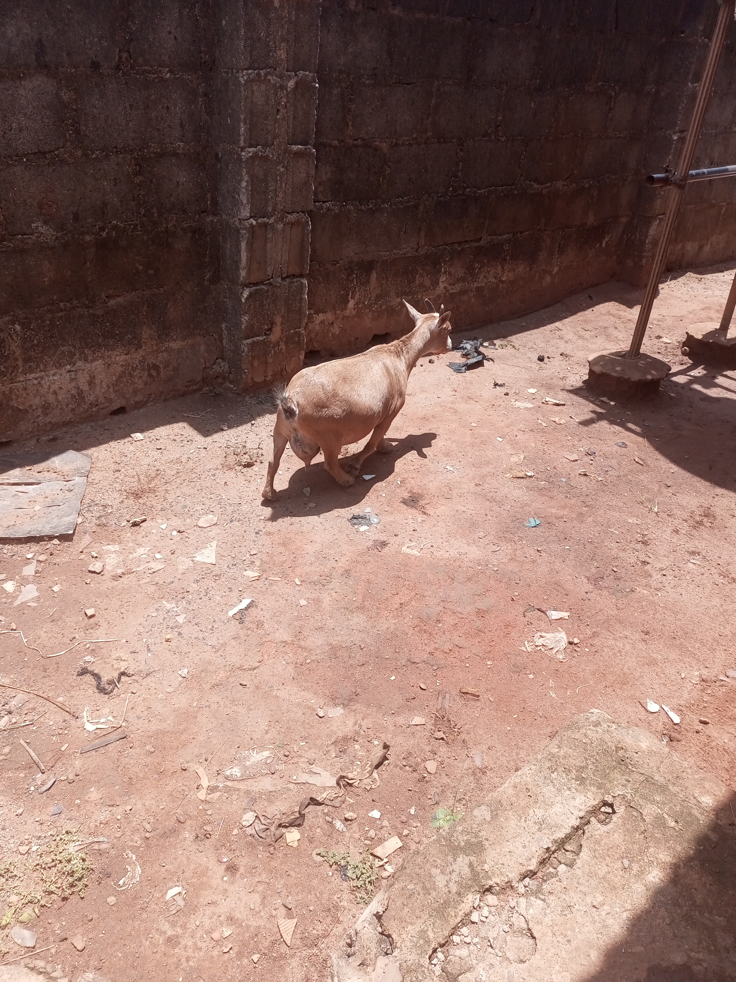 A light brown goat stands on dusty, reddish-brown earth in an outdoor setting under bright sunlight. The goat, with short horns and a full udder, is facing away from the camera, with its head turned to the left, appearing to look at debris on the ground.
The background features a dark, rough wall made of concrete blocks or bricks, which forms a corner. The ground is unpaved, littered with various small pieces of trash including black plastic bags or wrappers near the goat's head, scattered light-colored plastic, paper fragments, and small stones.
To the far right, two metal poles anchored in concrete bases support a horizontal bar, forming a partial structure that casts strong shadows. In the bottom left, a flat piece of light-colored material lies on the ground. A raised, cracked concrete or stone slab is visible in the bottom right corner. The harsh shadows suggest a clear, sunny day. There are no human subjects or visible text.