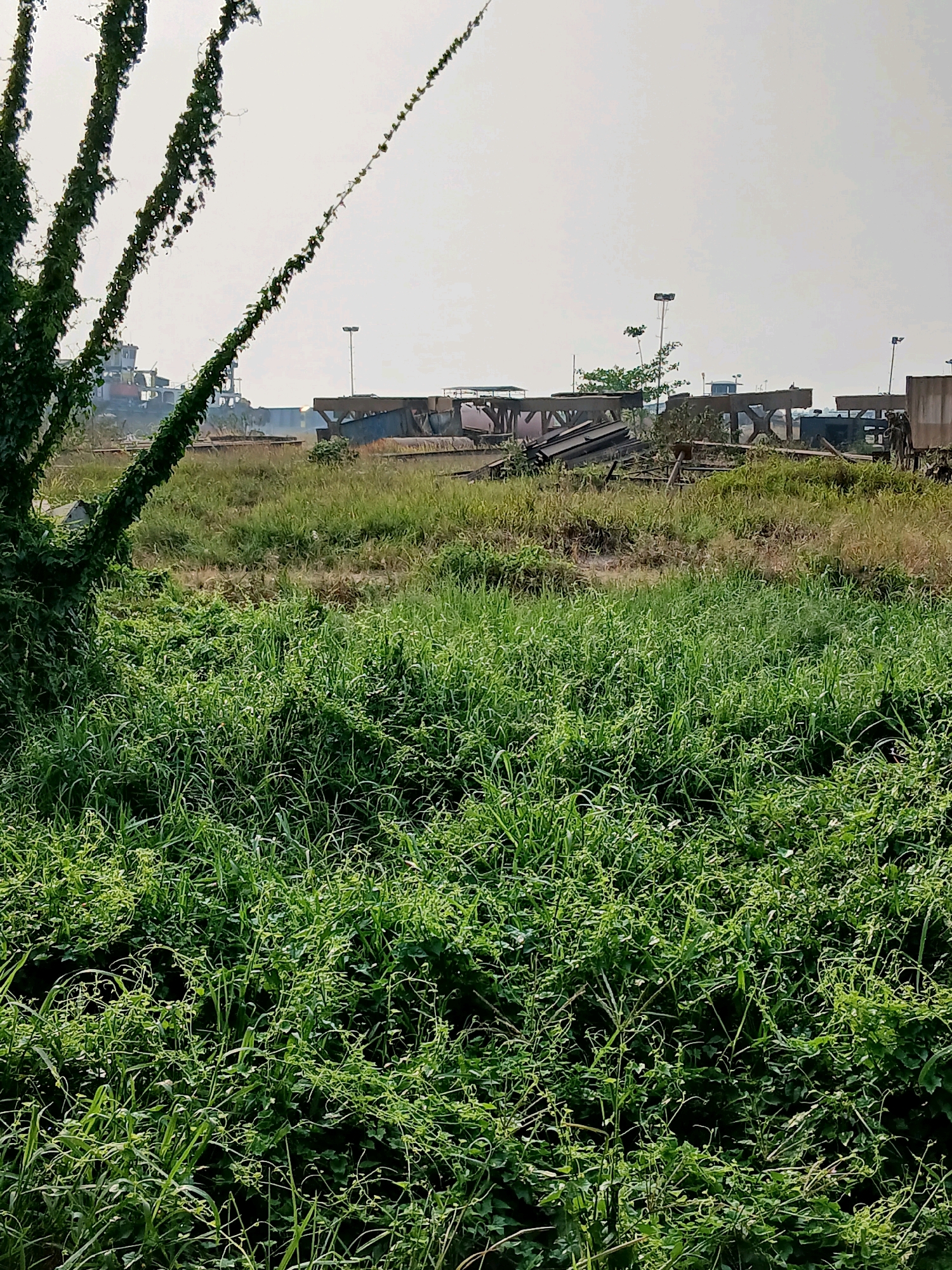 The image depicts an outdoor scene in a somewhat overgrown area, likely a vacant lot or industrial periphery, within the city of Pangkalpinang, Indonesia. In the foreground, dense green vegetation, primarily tall grass and sprawling vines, dominates the lower half of the frame. These plants exhibit a wild, unkempt growth pattern, with some vines extending upwards from the ground.
In the midground, a field of shorter, drier grass separates the foreground vegetation from a collection of industrial debris and structures. These structures appear to be parts of construction or deconstruction projects, possibly related to infrastructure or old machinery. Prominent among them are several large, grey, concrete bridge-like segments, angled and partially covered by rust-colored metal sheeting. Other metal beams and concrete pieces are scattered around.
In the background, a hazy, bright sky suggests a daytime setting, possibly under overcast conditions or with a significant amount of atmospheric dust. A silhouette of industrial equipment, including a crane or ship-like vessel with a white superstructure and red accents, is visible on the left side of the background. Several lampposts with prominent lights are interspersed among the structures and vegetation, indicating this area might be a workspace or a port facility. The overall impression is one of an industrial zone that is being reclaimed by nature, with signs of past or ongoing industrial activity juxtaposed against natural overgrowth.