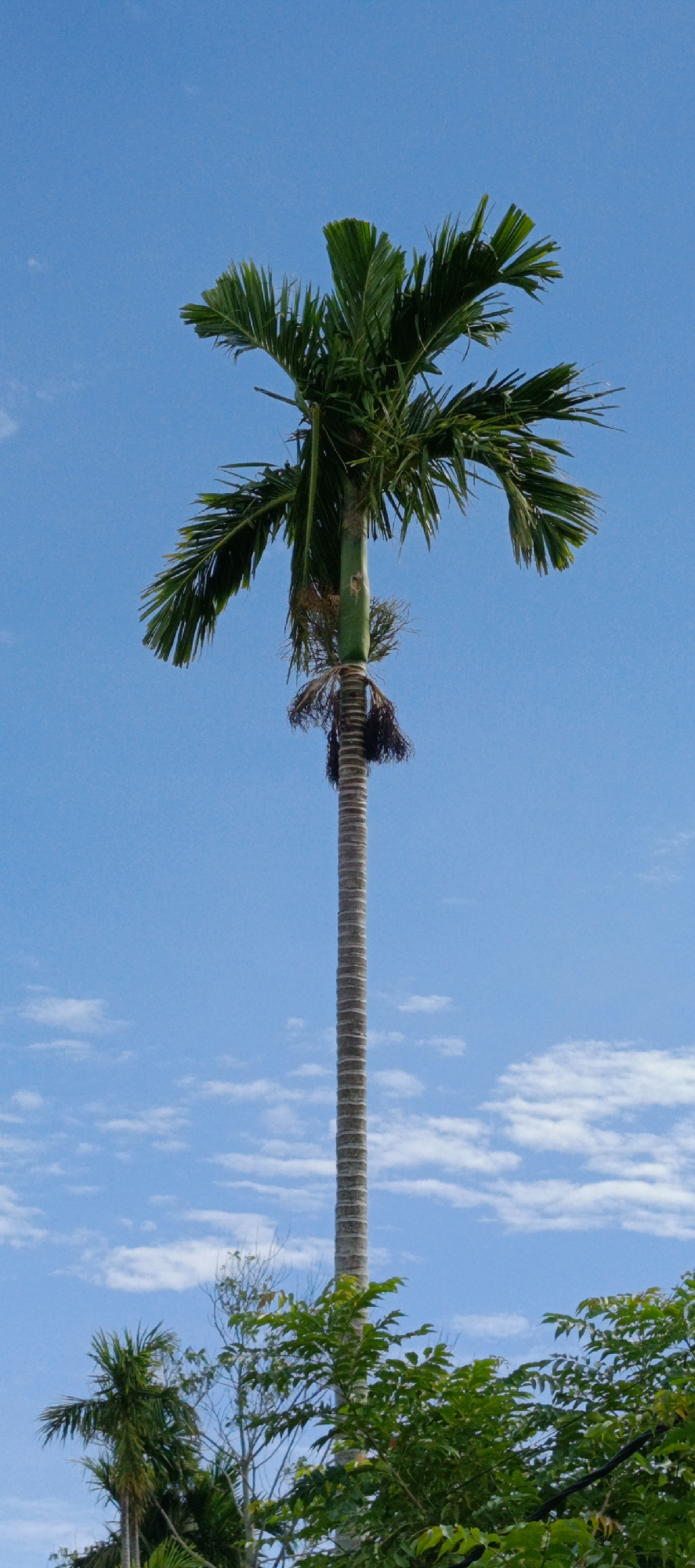 A single tall palm tree stands against a clear blue sky with scattered white clouds. The palm tree's trunk is slender and marked with horizontal lines. Its fronds are green and spread outwards at the top. In the foreground, at the bottom of the image, lush green foliage from other trees is visible, partially obscuring the base of the palm tree and other vegetation. The scene appears to be outdoors, in a tropical or subtropical environment. The location is identified as Pashiebeutong, Indonesia. There are no people or animals present in the image.