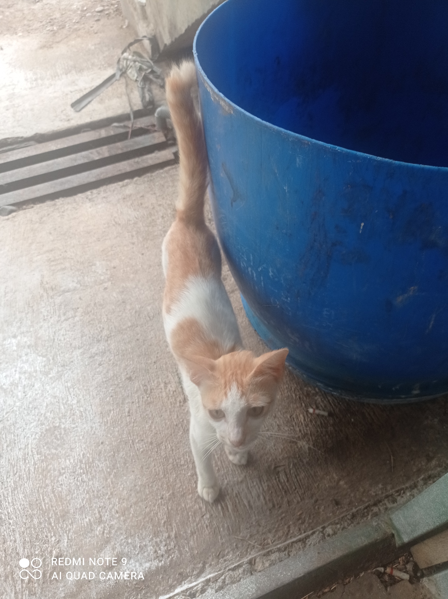 In Cipawon, Indonesia, an orange and white domestic cat stands on a concrete surface next to a large, blue plastic barrel. The cat is facing the camera, with its head tilted slightly. Its fur is short and appears clean. The concrete ground is weathered and shows some cracks. Behind the cat, there are metal grates and a wall. To the right, the blue barrel is prominent, appearing to be open at the top. The lighting suggests it is daytime. The image has a watermark in the lower left corner that reads "REDMI NOTE 9 AI QUAD CAMERA".