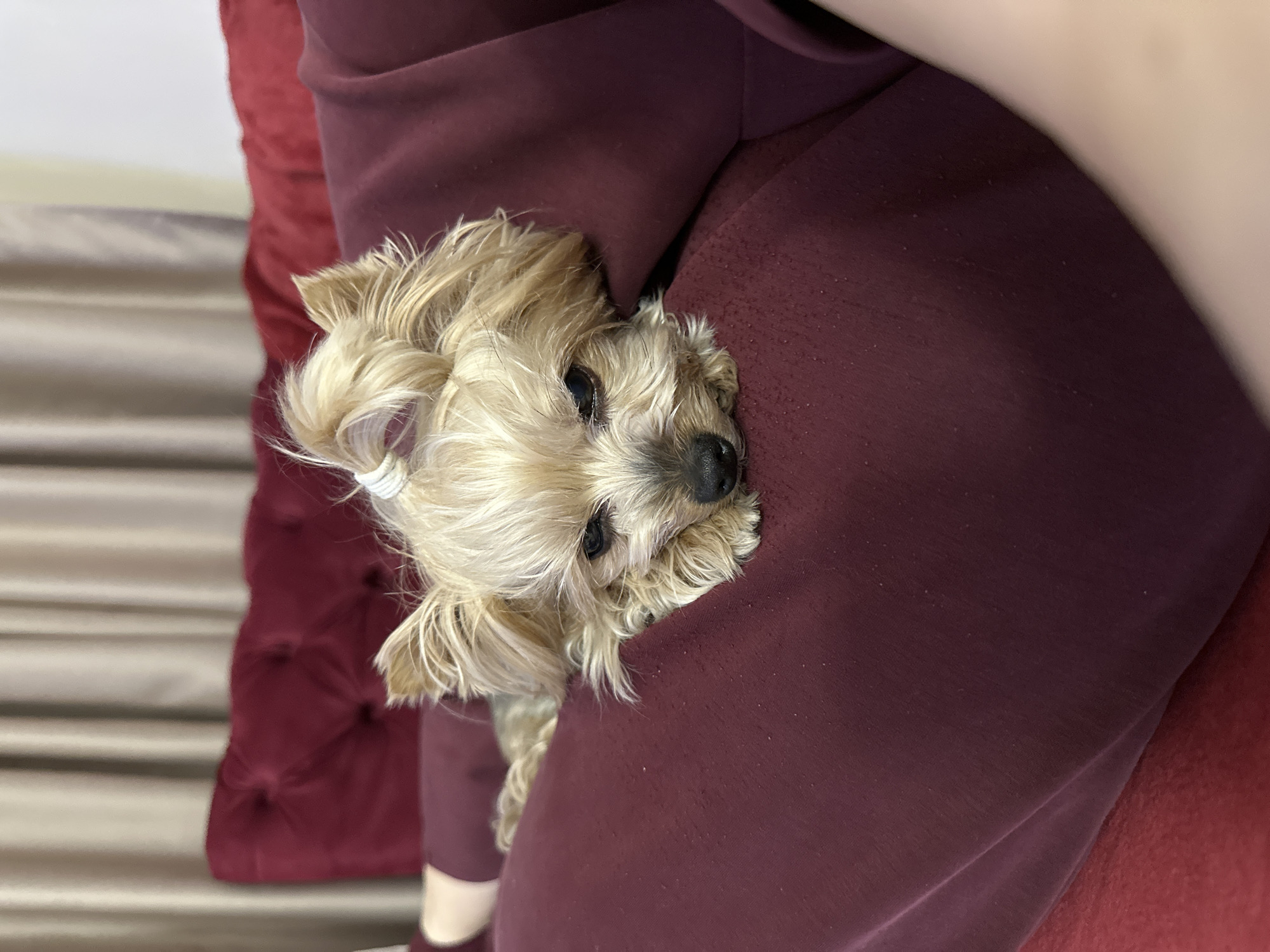 A small, light-brown Yorkshire Terrier with a white hair tie is nestled in a burgundy colored garment. The garment appears to be a sweatshirt or robe. The dog's head is positioned near the opening of the garment, with its eyes looking directly at the camera. A portion of a red tufted cushion is visible behind the garment. The location of the photograph is indeterminate.