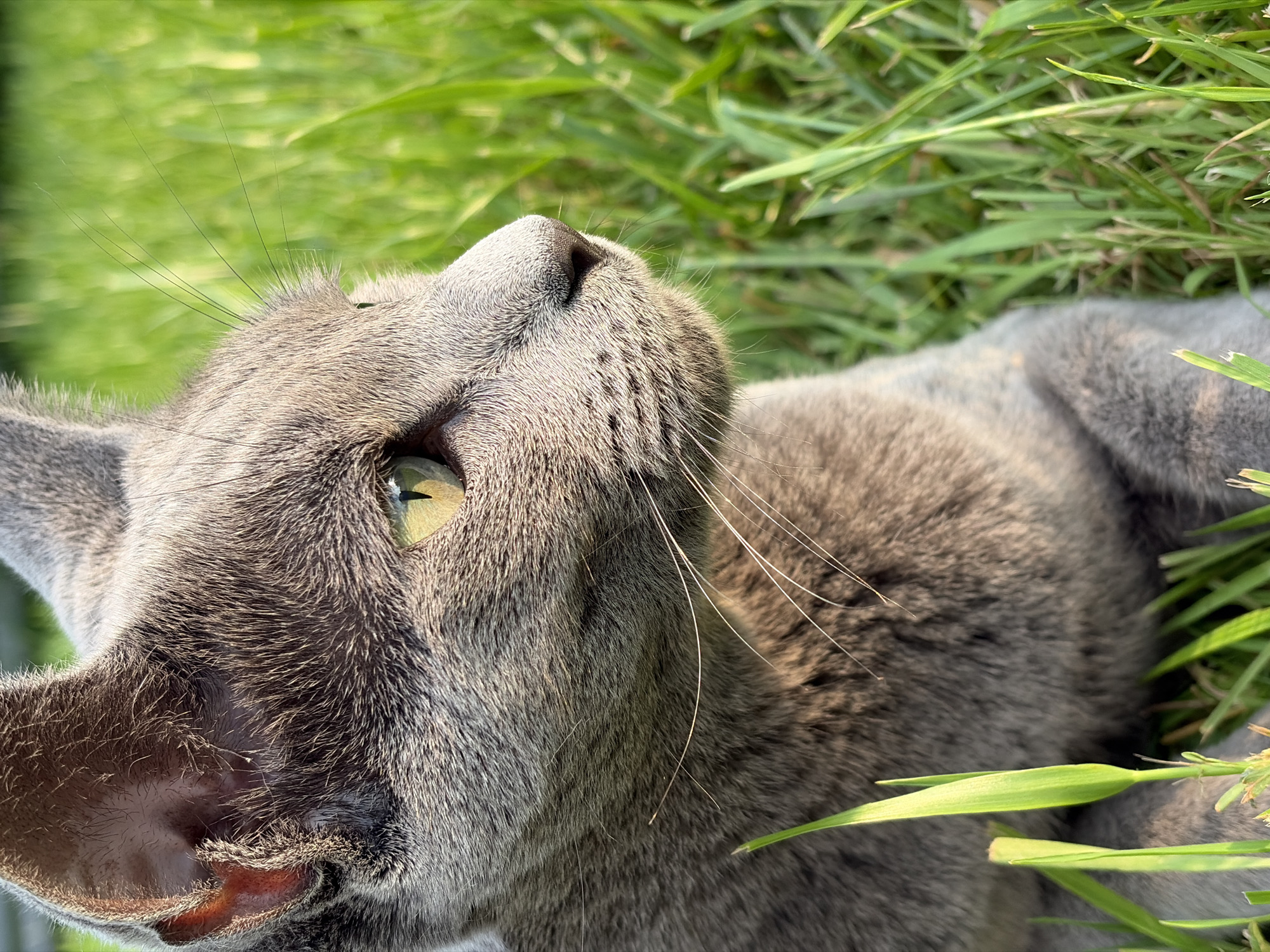 A close-up, eye-level shot features a Russian Blue cat's head and upper body resting in lush green grass. The cat is facing to the right, with its head slightly tilted upwards. Its fur is a solid grey color, and its eyes are a striking green. Sunlight illuminates the cat's fur and highlights its whiskers. The background consists of out-of-focus green grass, suggesting an outdoor setting. There are no people or other animals visible in the image, and no indication of a specific city or location.