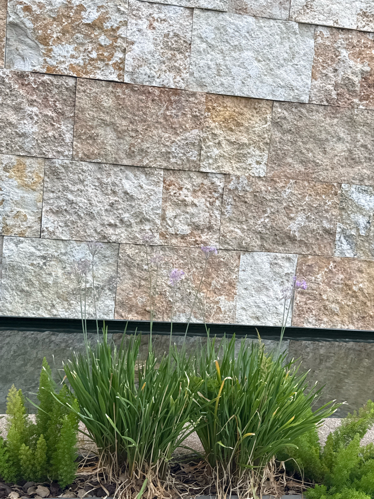 A facade of a building in Strovolos, Cyprus, is covered with a pattern of rectangular stone tiles. The tiles exhibit variations in color, ranging from light beige and white to earthy browns and grays, with a rough, textured surface. Below the stone facade, a dark, reflective surface, likely water, forms a horizontal band. In front of this reflective band, a cluster of green, grass-like plants with thin, upright stems and small purple flowers is visible. To the left of this main plant cluster, a smaller, feathery green plant grows. The ground in front of the plants is covered with mulch and fallen leaves. The overall scene depicts an exterior architectural detail with landscaping elements.