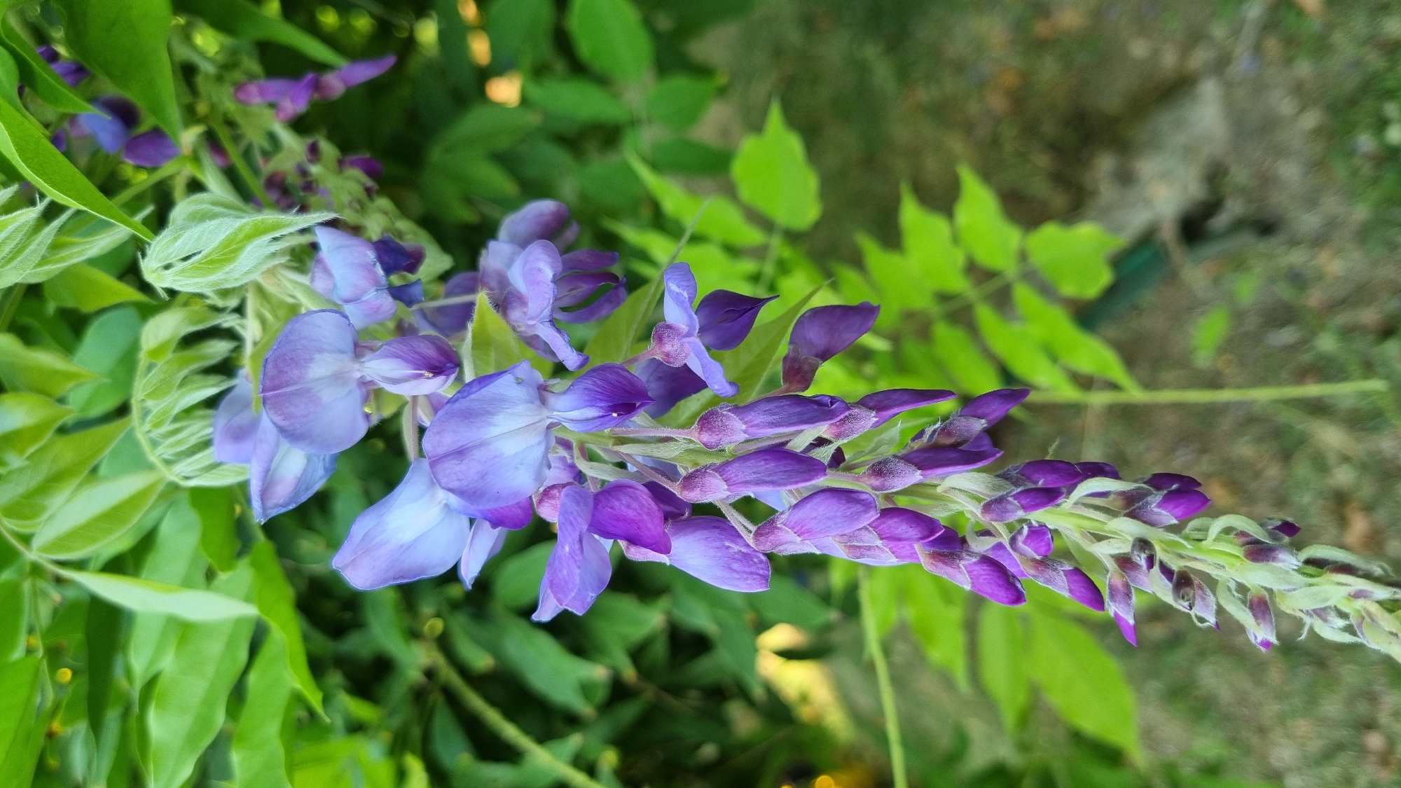 A cluster of purple wisteria flowers hangs from a branch, its petals a vibrant hue against a backdrop of lush green leaves and a blurred garden setting. The wisteria blossoms are delicate and appear to be in various stages of bloom, with some fully open and others still tightly budded. The scene is natural and serene, suggesting it was captured in an outdoor environment.