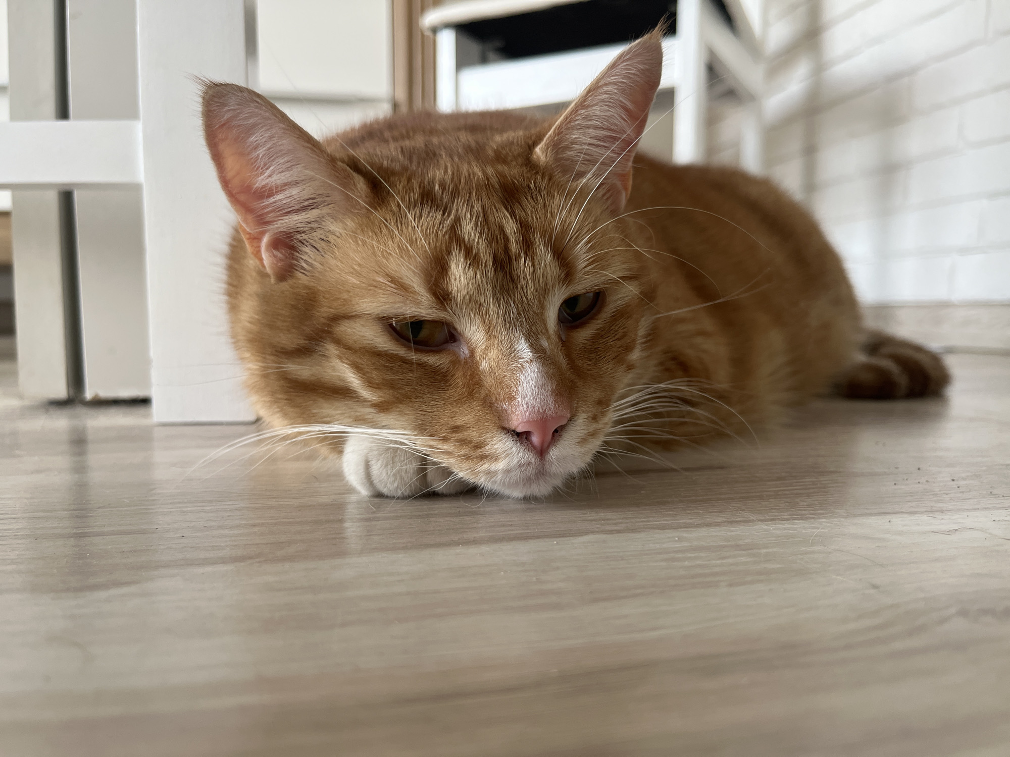 An orange tabby cat lies on a light-colored wooden floor, with its head resting on its paws. The cat's eyes are partially closed, and its expression appears relaxed. In the background, a white wooden structure, possibly a crib or fence, is visible, along with a brick wall. The lighting suggests an indoor setting, likely a home in Zabrze, Poland.