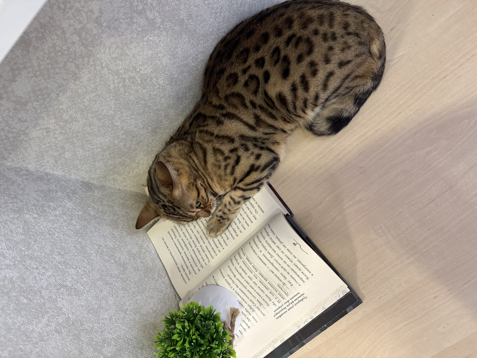 Here is a forensic description of the image:
**Scene:** The image captures a domestic scene, likely indoors, with a focus on a feline subject and a book.
**Subject:** A Bengal cat with distinctive spotted and striped coat patterns is positioned on top of an open book. The cat's head rests on the pages, giving the impression it is interacting with the book.
**Objects:**
* An open book lies beneath the cat. The book has dark-colored covers and the pages are filled with text in a language that is illegible in this picture, but a line in the page says, "...Welcome to a world of eternal children".
* A small, potted artificial plant with dense green leaves is placed near the lower left corner of the book.
* The background consists of a light-colored surface, with a textural pattern suggesting it could be fabric or wallpaper. A light-colored, possibly wooden, surface is visible on the right side.
**Environment:** The lighting appears to be soft and diffused, allowing for clarity without harsh shadows. The overall impression is a cozy or relaxed environment.
**No people are visible in the image.**