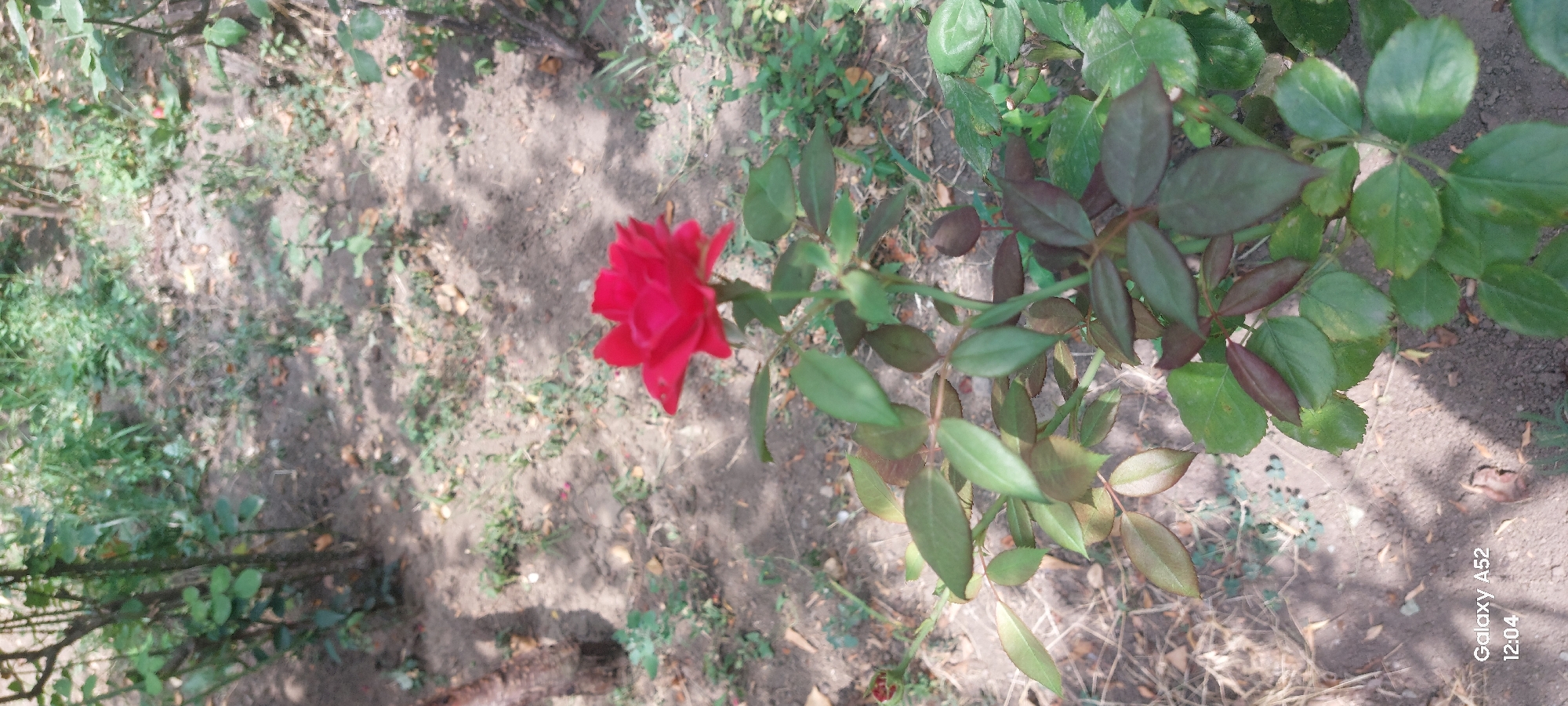 A close-up, eye-level shot shows a single, vibrant red rose in bloom, positioned slightly off-center to the right. The rose, with its delicate petals unfurled, stands tall on a green stem, surrounded by its own foliage. The leaves of the rose plant exhibit a mix of colors, ranging from a healthy green to a reddish-brown, suggesting a healthy plant with some new growth. The background is a soft blur of earthy tones and green, indicative of a garden or park setting. The ground appears to be soil, sparsely covered with dry leaves and small green plants, creating a natural, untamed atmosphere. A subtle shadow pattern suggests the presence of overhead foliage or perhaps a structure casting dappled sunlight. In the lower-left corner, a white watermark displays "Galaxy A52" and the time "12:04". The overall impression is one of natural beauty and tranquility. This scene could be any garden in Ganja City, Azerbaijan, as no specific landmarks are visible to pinpoint the location.