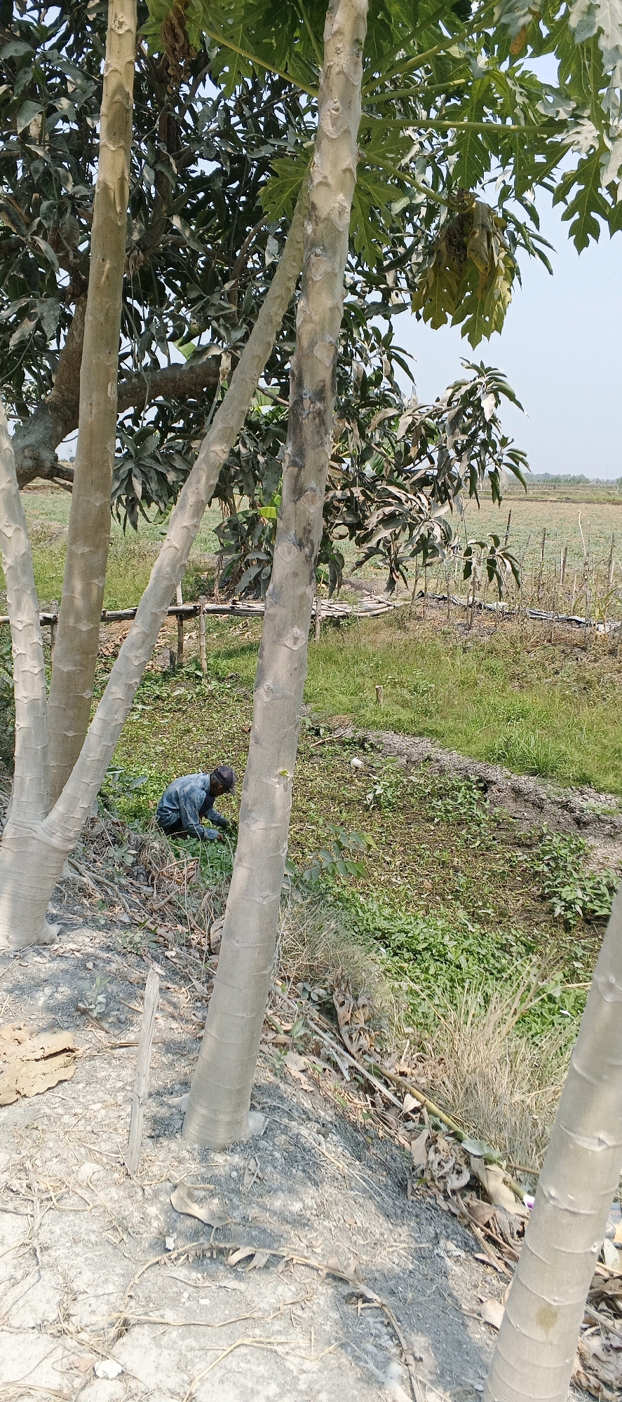 An overhead shot captures a scene from a field in Latukan, Indonesia, dominated by several tall, slender trees with light-colored, segmented trunks. In the background, a person, dressed in a blue shirt and dark pants, is seen bent over, tending to vegetation in a patch of green growth. Beyond this, a cultivated field stretches to the horizon under a clear sky, suggesting an agricultural setting. The foreground is a mix of gravel and dried leaves, with some scattered dry grasses. The overall impression is one of rural life and agricultural activity.