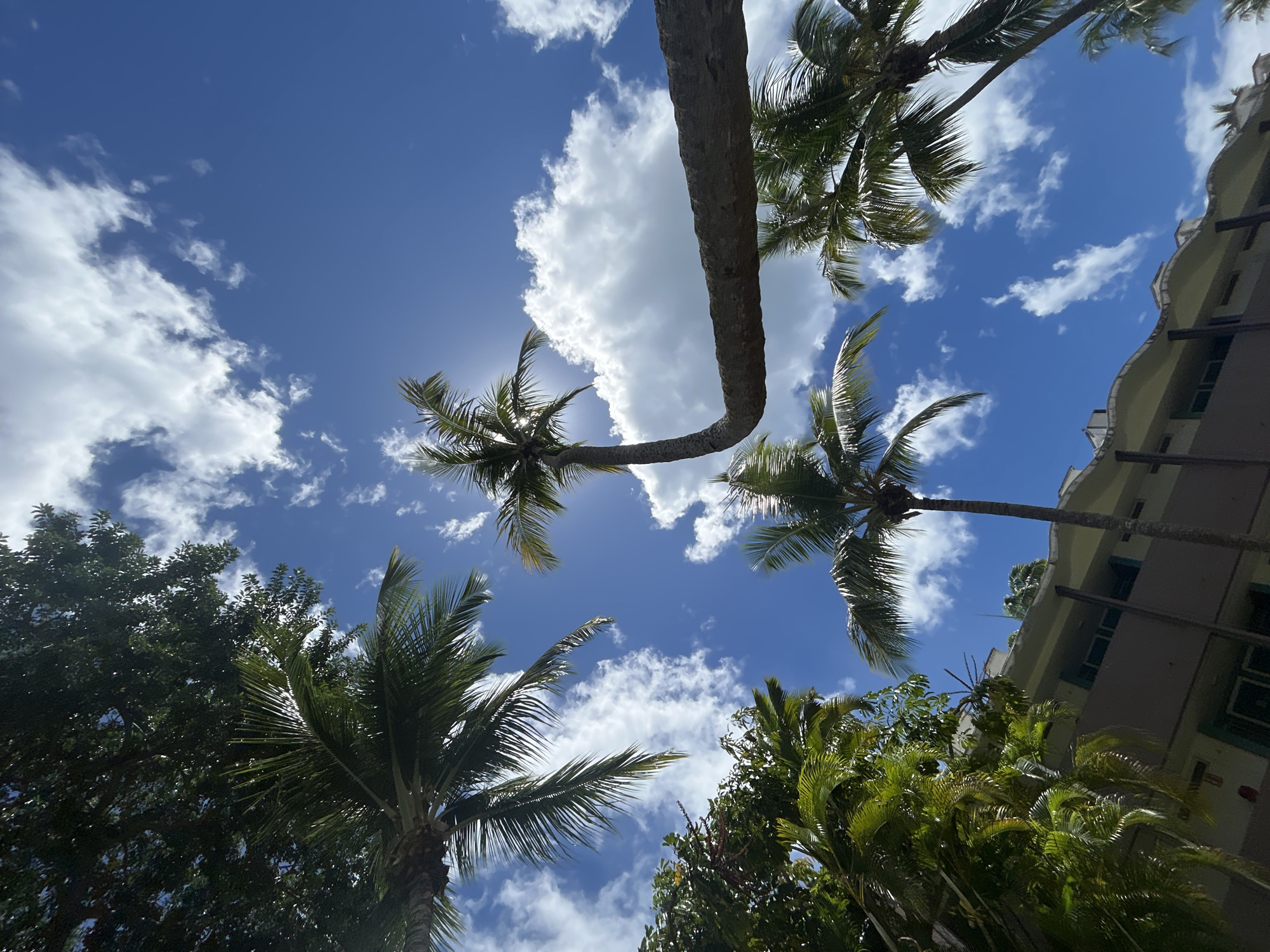 The image is a low-angle shot looking up through palm trees towards a blue sky with scattered white clouds. A building can be seen in the upper right corner. The location is likely a tropical area, potentially Sainte-Anne, France, based on the presence of palm trees and architecture. The lighting suggests a sunny day. There are no people visible in the shot.