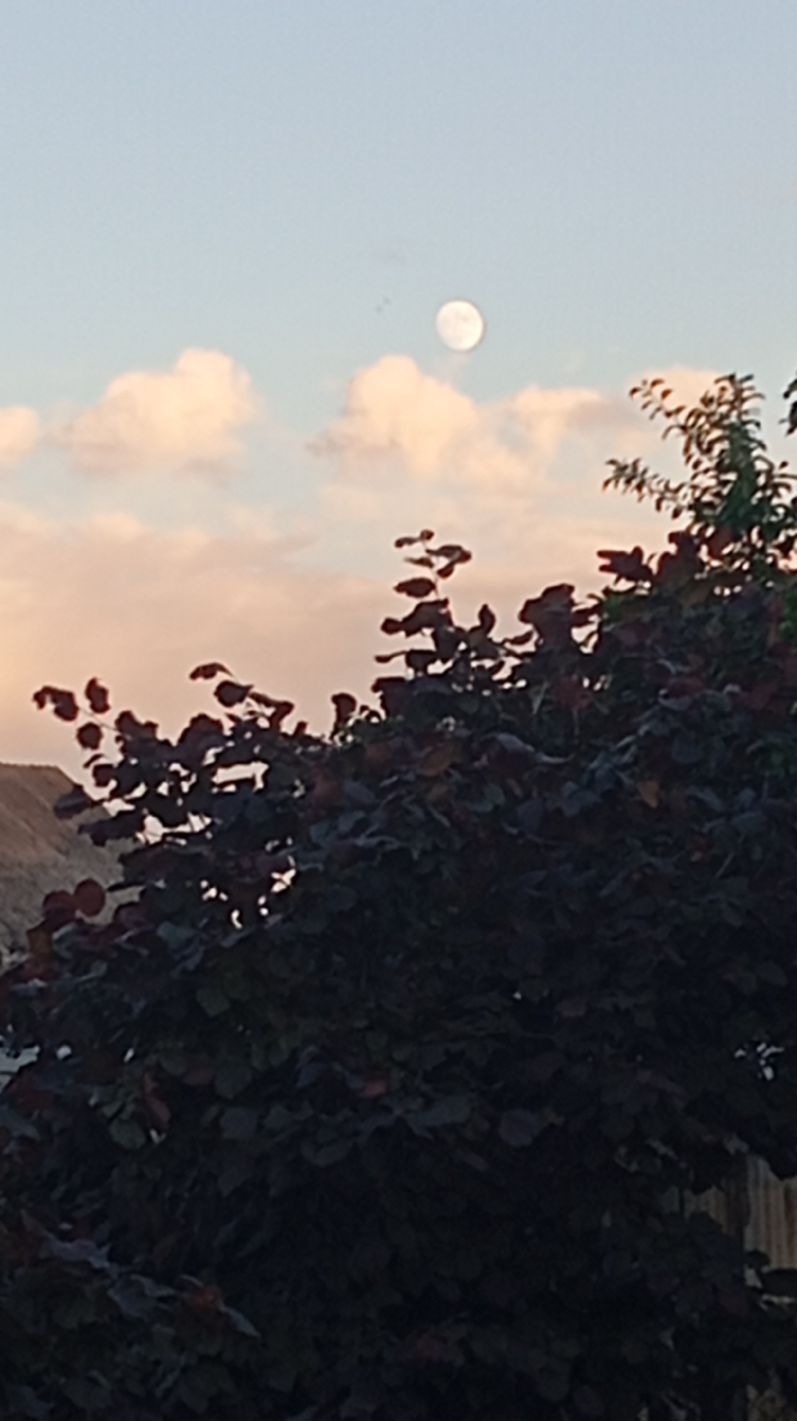 The image captures a moonlit sky above a silhouetted tree. The moon, a bright orb, is positioned in the upper center of the frame, partially obscured by wispy, pale clouds. The sky is a soft gradient of pale blue and pink, suggesting either dawn or dusk. In the foreground, a dense tree with dark, almost black foliage fills the lower half of the image. Its branches are silhouetted against the sky, and the leaves appear thick and lush. The overall scene is serene and atmospheric, with the moon casting a gentle glow through the clouds and highlighting the edges of the leaves. The image does not contain any identifiable landmarks that would indicate its specific location within Baksan, Russia.