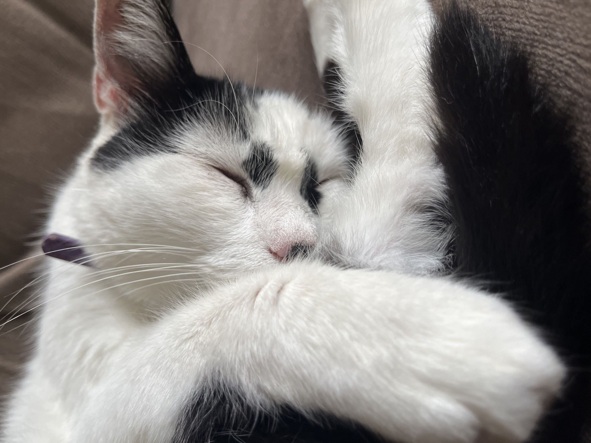 A black and white kitten is sleeping curled up on a brown couch in Ureki, Georgia. The kitten's eyes are closed, and one paw is covering its face. The kitten is wearing a purple collar. The background is blurred, but appears to be a residential interior.