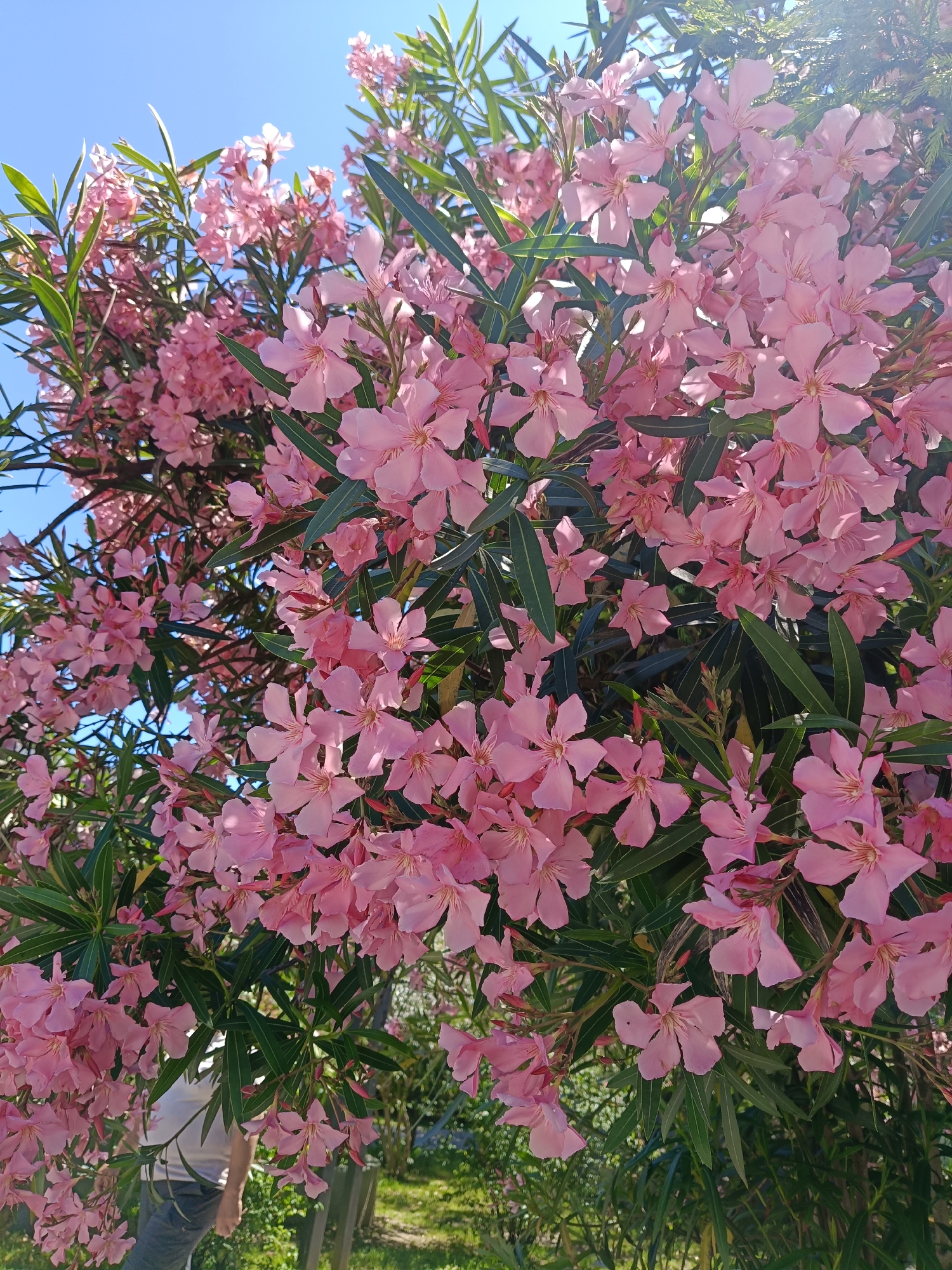 This is a close-up, outdoor, vertical shot of a blooming oleander bush under a bright blue sky. The bush is filled with clusters of delicate, pale pink flowers, each with five petals and a light yellow center. The flowers are in various stages of bloom, with some fully open and others still buds. Dark green, lance-shaped leaves are interspersed throughout the branches. The lighting suggests a sunny day, with some slight lens flare visible in the upper right quadrant. In the lower portion of the image, partially obscured by the foliage, a person is visible from the chest down, wearing a white t-shirt and dark pants. They appear to be standing to the left of the frame. The background is softly blurred, showing hints of green foliage and possibly some fencing or a wooden post. The scene is consistent with a garden or park setting, potentially in the city of Sochi, Russia, known for its mild climate which supports such vegetation.