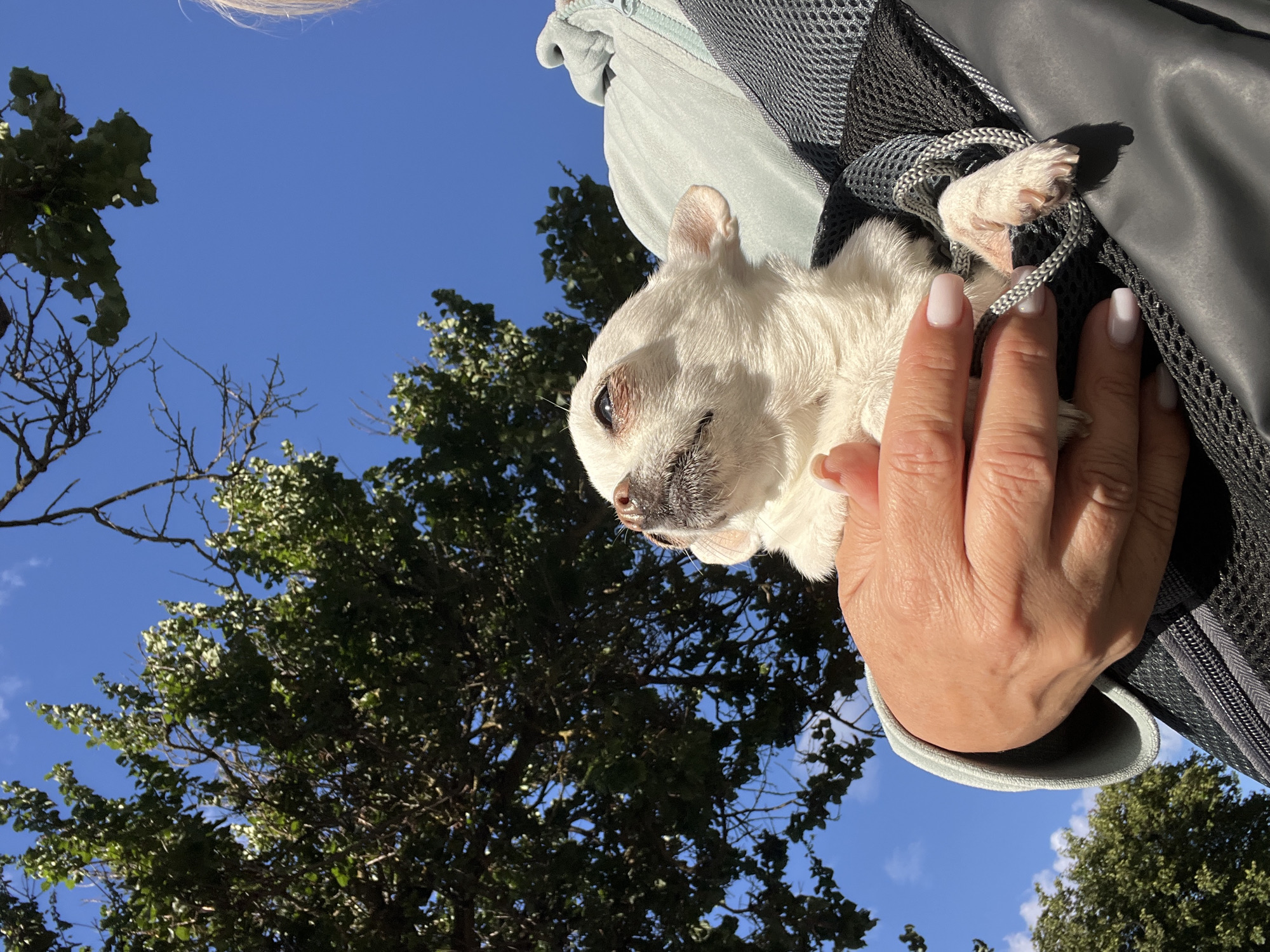 A close-up, low-angle shot shows a white chihuahua being held in a dark gray pet carrier by a person whose hands are visible. The dog is looking upwards towards the bright blue sky, with sunlight illuminating its face. Green trees and branches are visible against the sky, suggesting an outdoor setting. The person's hands have light-colored fingernails. The scene takes place outdoors, under a clear blue sky, with dappled sunlight and shadows.