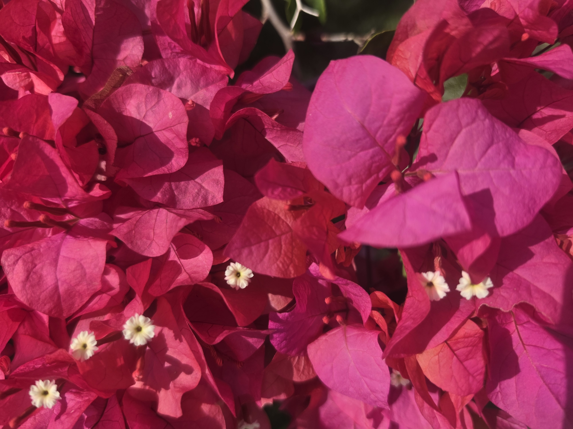 A close-up shot depicts a cluster of magenta bougainvillea flowers, interspersed with small white blossoms. The texture of the bracts is clearly visible, with prominent veins. The location is Pintomakmur, Indonesia.
