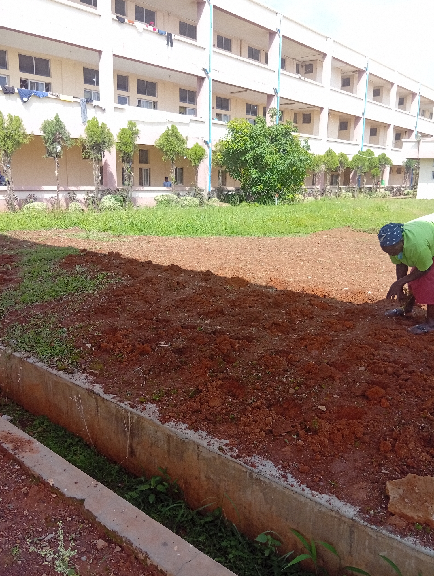 In Gwong, Nigeria, a woman wearing a green t-shirt and a blue headscarf is planting in a patch of freshly tilled red earth. She is kneeling and appears to be placing a small plant into the soil. Behind her, a large, multi-story building with many windows stands under a bright, overcast sky. In front of the building, a row of small, conical trees and bushes lines a grassy area. A concrete channel runs along the edge of the tilled earth, with green vegetation growing within it. The scene suggests an outdoor area, possibly a school or residential compound, where gardening activities are taking place.
