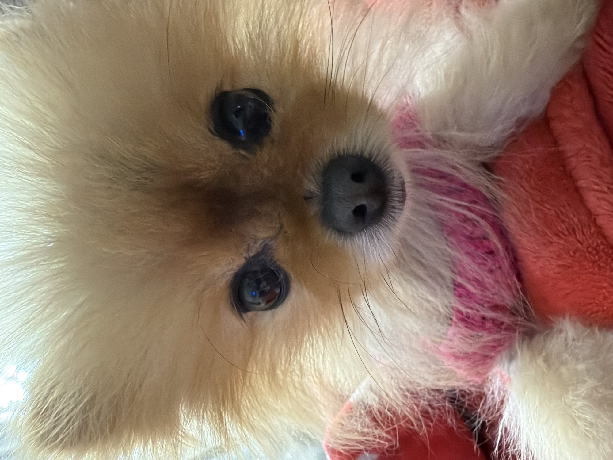 A close-up shot of a fluffy, light-tan dog with black eyes and a black nose. The dog appears to be wearing a pink garment around its neck. The background is out of focus, and it appears to be on a red and pink blanket. The photo is taken from a slightly low angle, looking up at the dog.