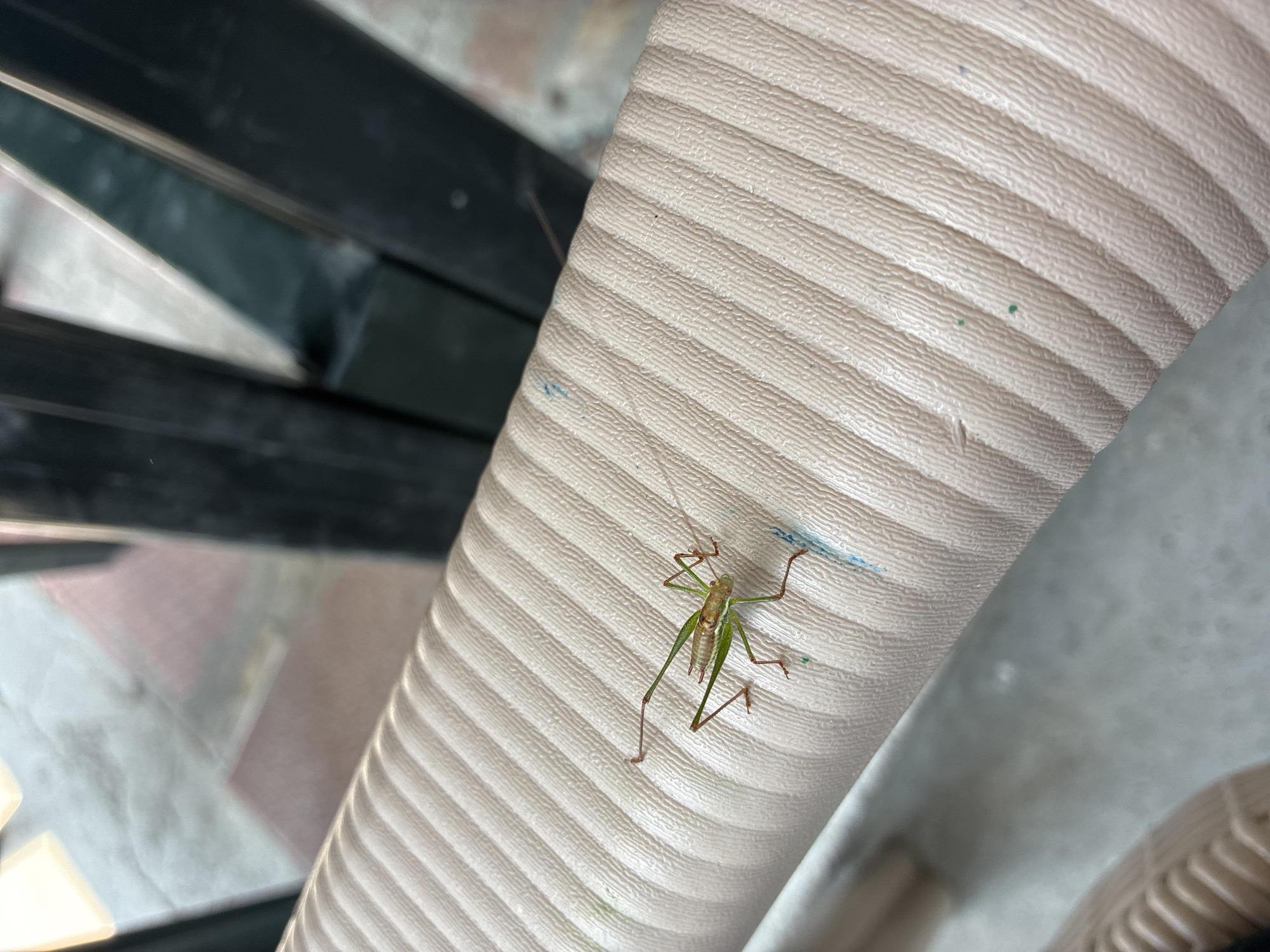A green grasshopper is perched on a ribbed, tan-colored surface, possibly a chair armrest. The grasshopper is facing towards the left of the frame, with its long antennae extended. There are small blue and green specks on the surface. In the blurred background, dark green vertical structures, possibly railings or chair backs, are visible. The ground beneath appears to be a patterned pavement. The scene is outdoors, likely in an urban setting such as Surami, Georgia.