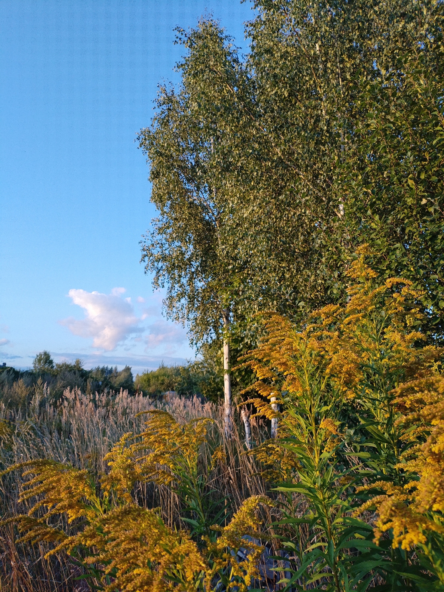 The image depicts a rural scene on a clear day, likely in or near the city of Bialynichy, Belarus. In the foreground, a cluster of tall, bright yellow goldenrod flowers are in bloom, their blossoms catching the sunlight. Behind the goldenrod, a dense field of dry, light brown grasses and reeds stretches into the middle ground. A large birch tree with green foliage and pale bark stands prominently on the right side of the frame, partially obscuring the sky. The sky itself is a vibrant, clear blue, with a single, fluffy white cloud visible in the upper left portion of the image. In the distance, a line of trees forms a soft green horizon. The overall impression is one of natural beauty and serenity in an outdoor setting.