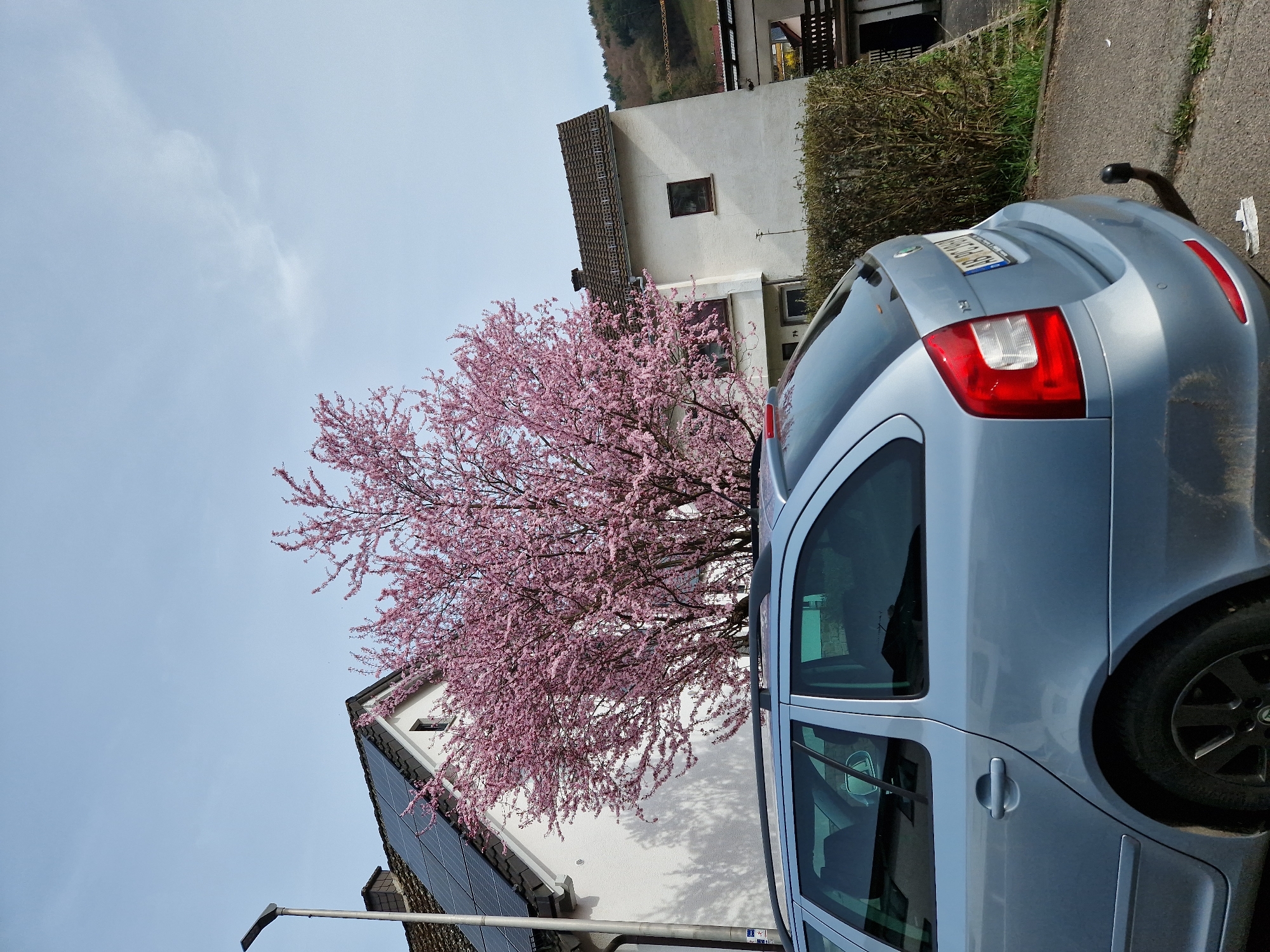 The image captures a static street scene in Heimbuchenthal, Germany, under a bright, partly cloudy sky. In the foreground, the rear three-quarter view of a light blue/silver Skoda Octavia Combi (wagon) is parked, facing left. The vehicle displays a German license plate reading "AB PJ 109" on its rear bumper, which also features a visible tow hitch. Roof rails are present on the vehicle's top.
Behind the vehicle, a large tree with vibrant pink blossoms stands centrally. To the left of the tree, a white two-story residential building with a dark tiled roof is visible, featuring multiple dark solar panels installed on its roof. A grey street lamp post is positioned on the far left edge of the frame, adjacent to this building. To the right of the pink-blossomed tree, another white two-story residential building with a dark tiled roof is present, distinguished by a single rectangular window on its first floor. A trimmed green hedge runs along the front of this second building. The immediate ground surface is paved asphalt, with some sparse grass and detritus visible. In the distant background, a forested hillside is discernible, with the boom of a large construction crane partially visible on the far right. No individuals or discernible actions are present in the scene.